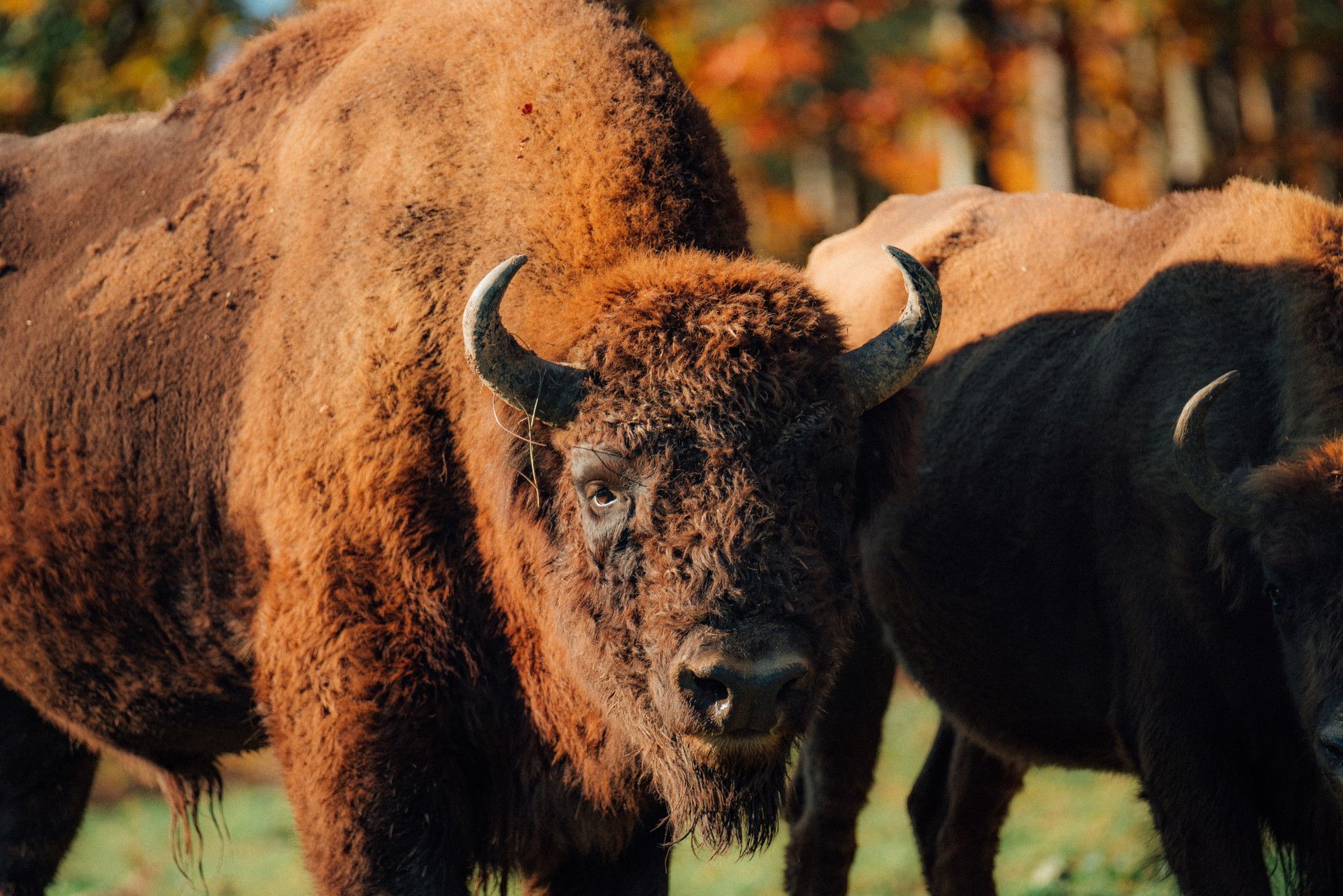 Wisent aus der Nähe