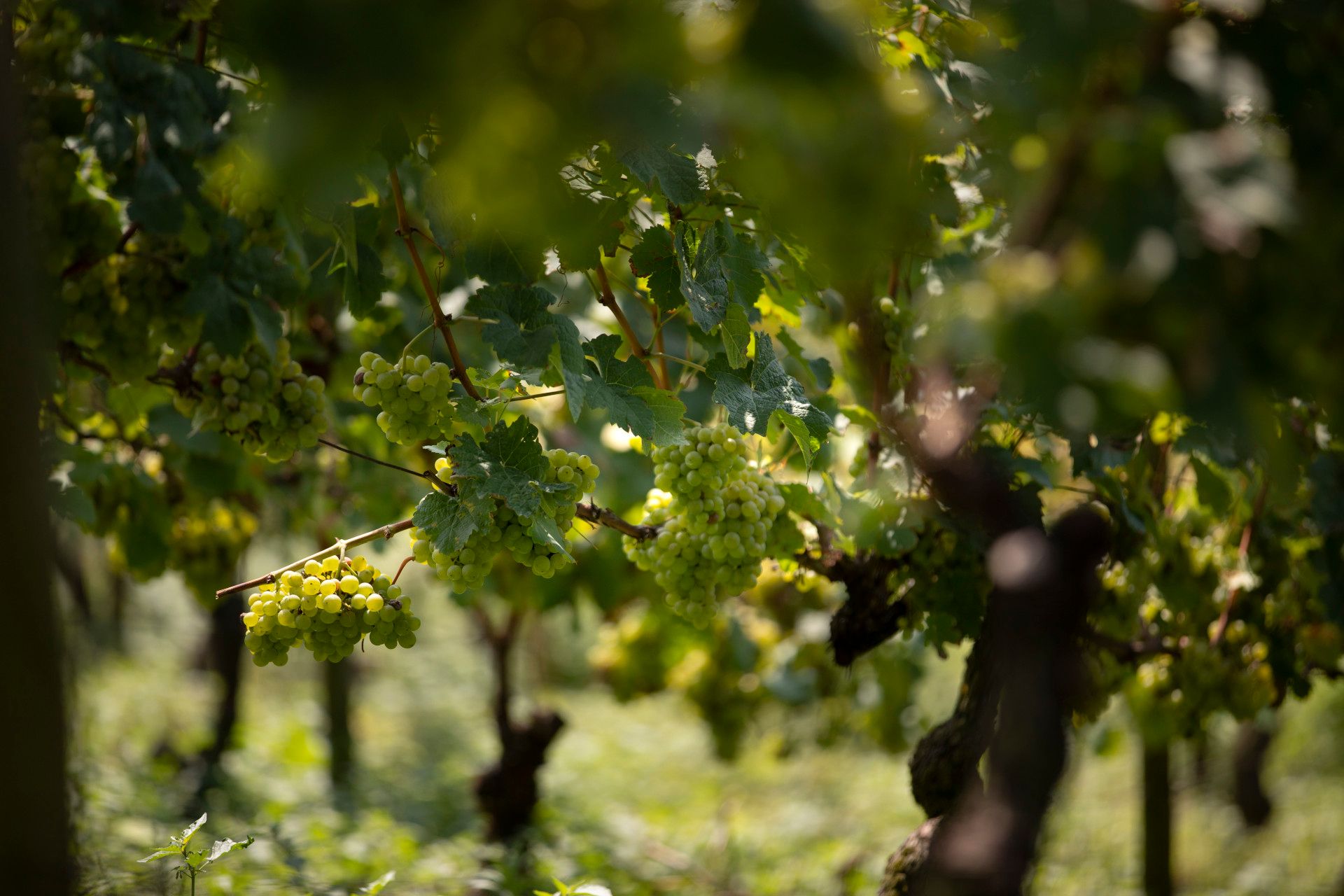 Weinreben in Weinberg im Siebengebirge, Rhein-Sieg-Kreis