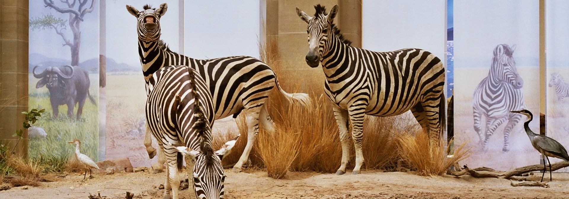 Ein Diorama im Museum Koenig Bonn zeigt Zebras an einer Quelle