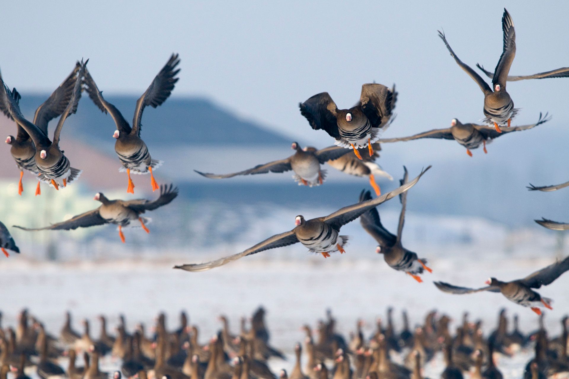 Blassgänse im Flug über Wasser