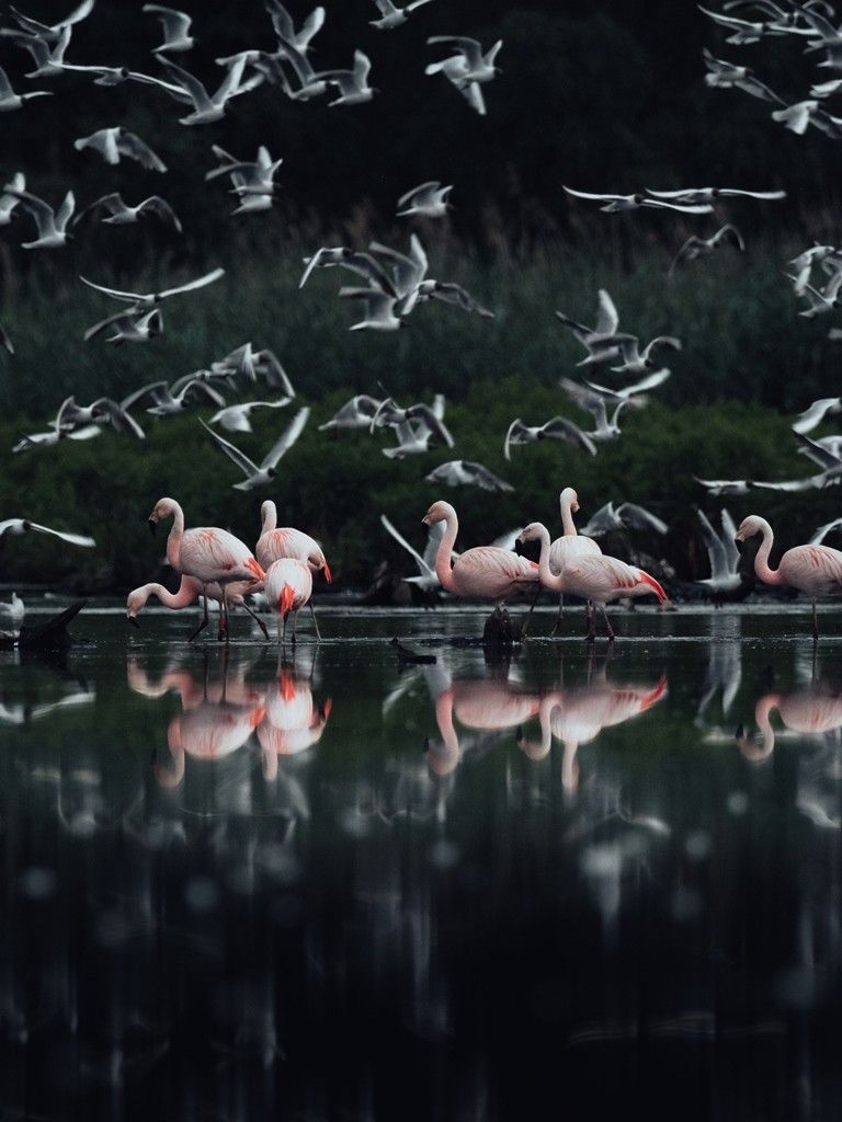 Flamingos im Zwillbrocker Venn, Münsterland 