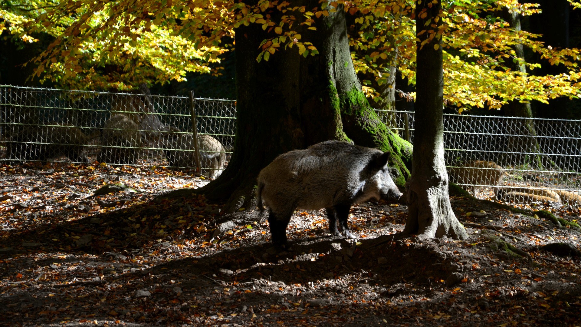 3 Türme Weg Wildschwein, © Tourismus NRW e.V., Silke Dames