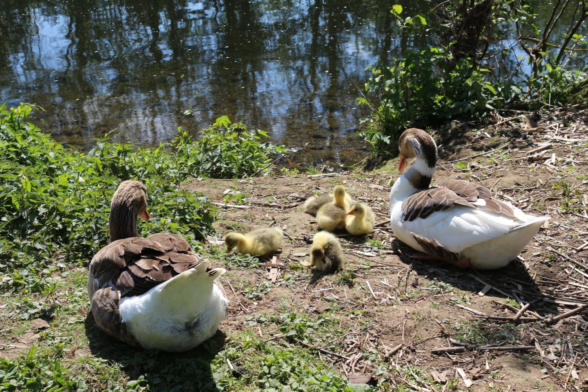 Enten Mäanderweg