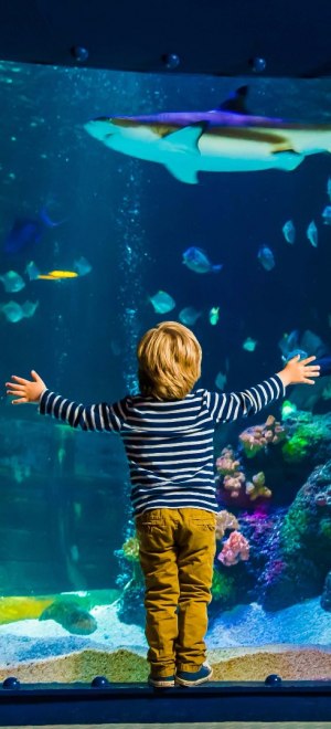 Sea life, Junge vor Aquarium, © Sealife