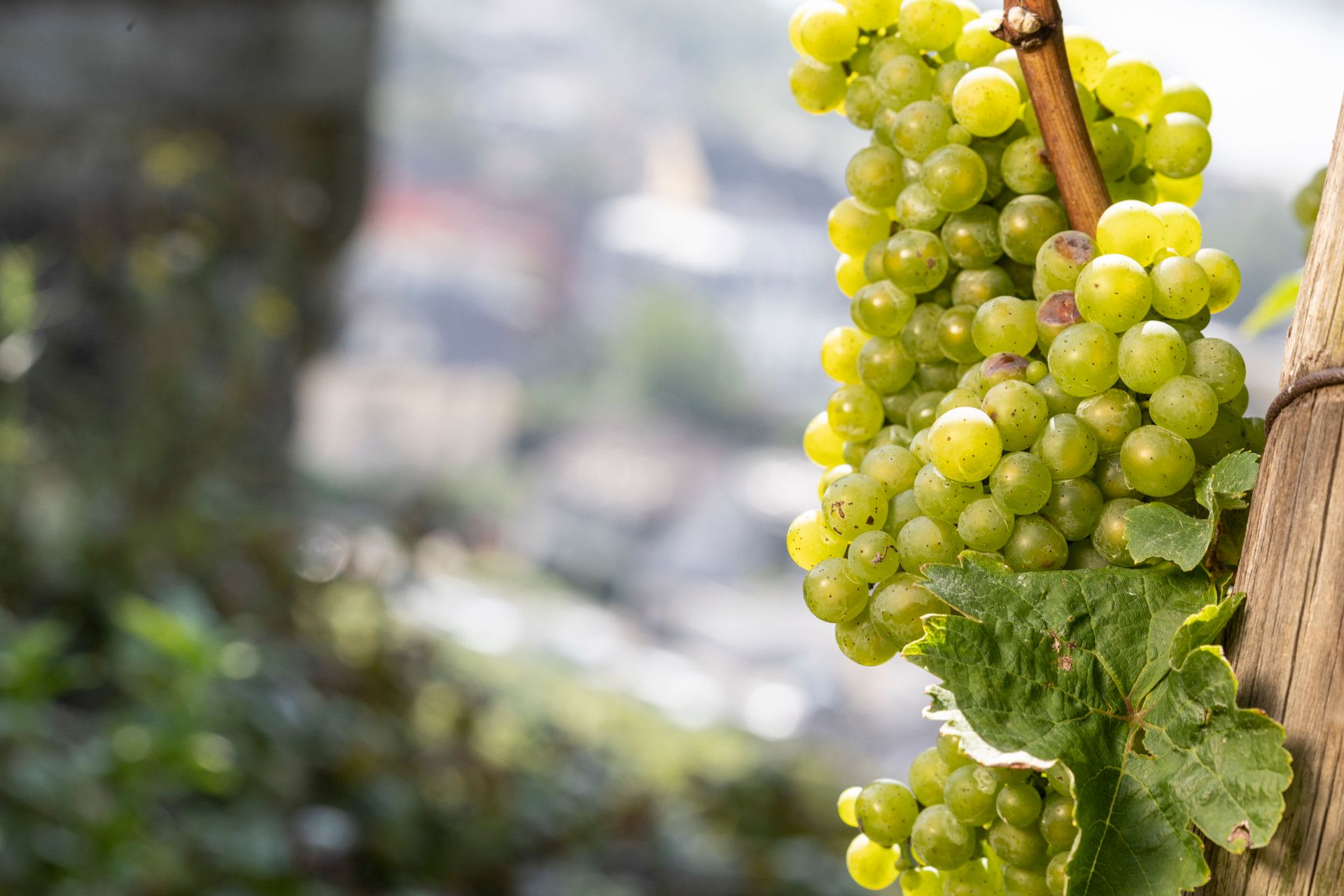 Weinreben in Weinberg im Siebengebirge, Rhein-Sieg-Kreis