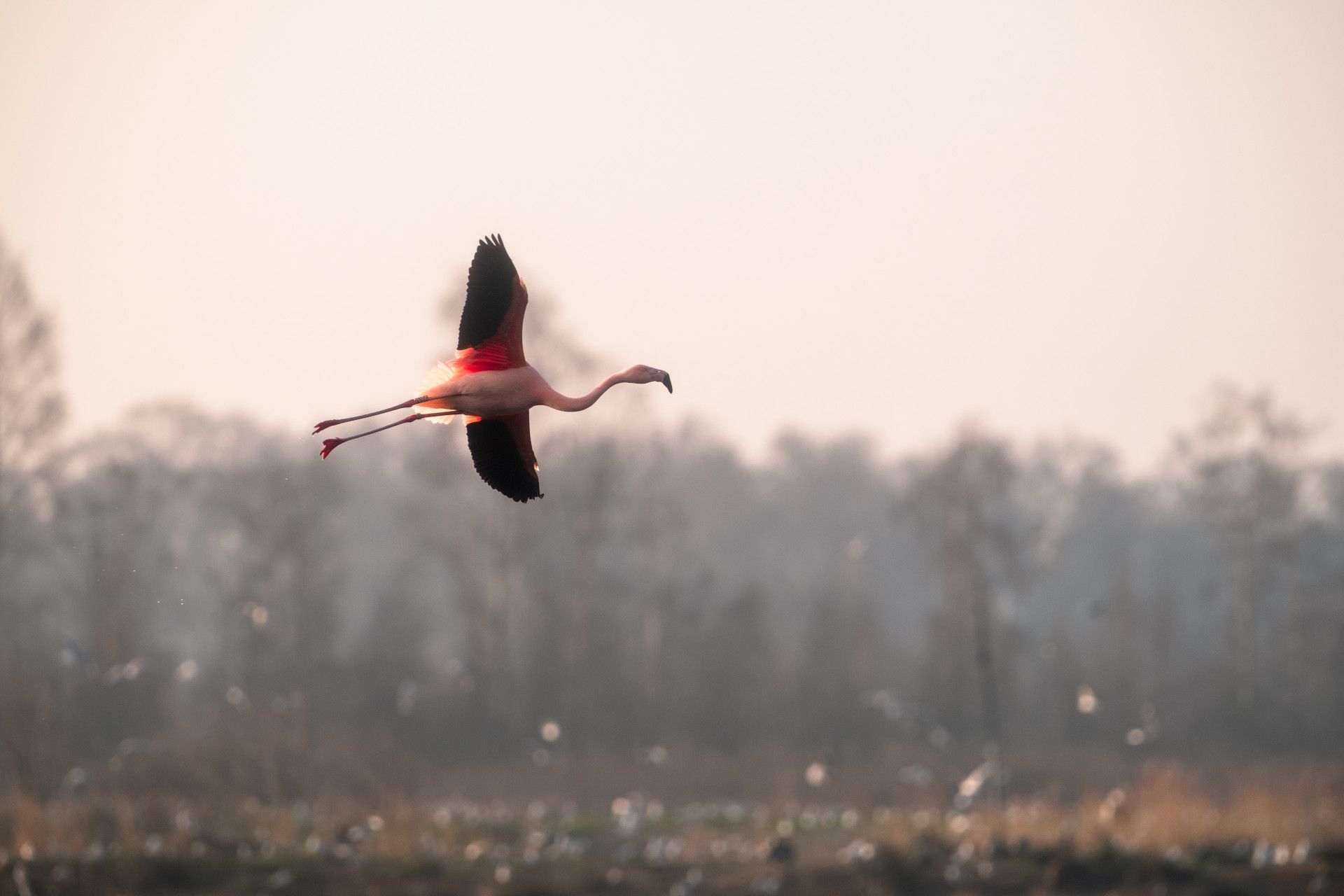 Zwillbrocker Venn, Flamingos