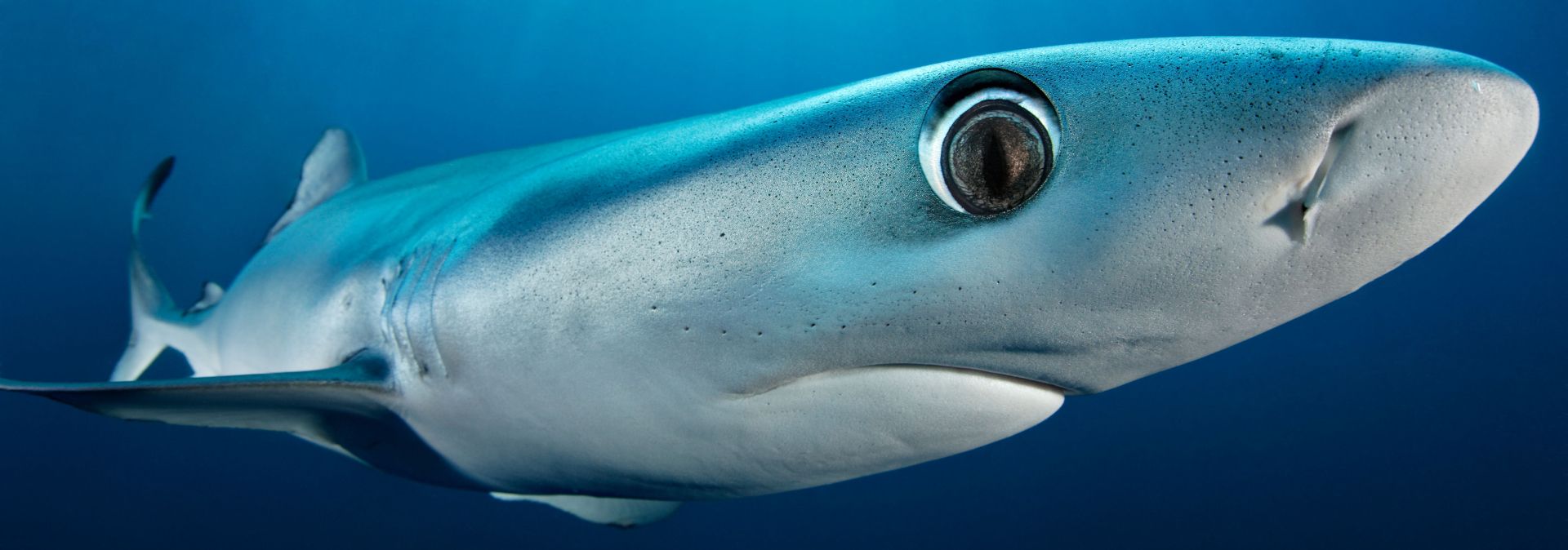 Der preisgekrönte Unterwasserfotograf Tobias Friedrich hat einen Blauhai im Bild festgehalten. Das Foto können Gäste nun bestaunen