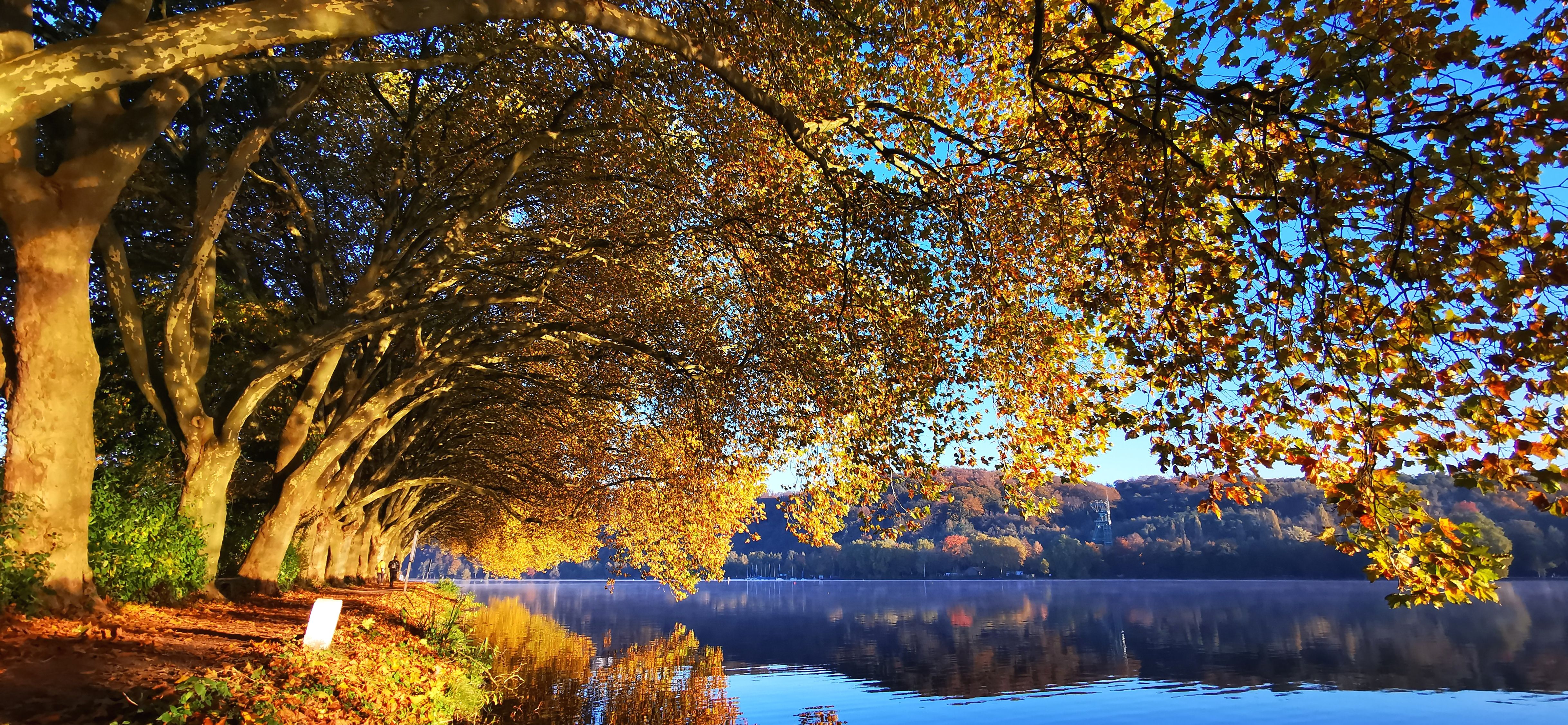 Herbstlicher Baum am Wasser