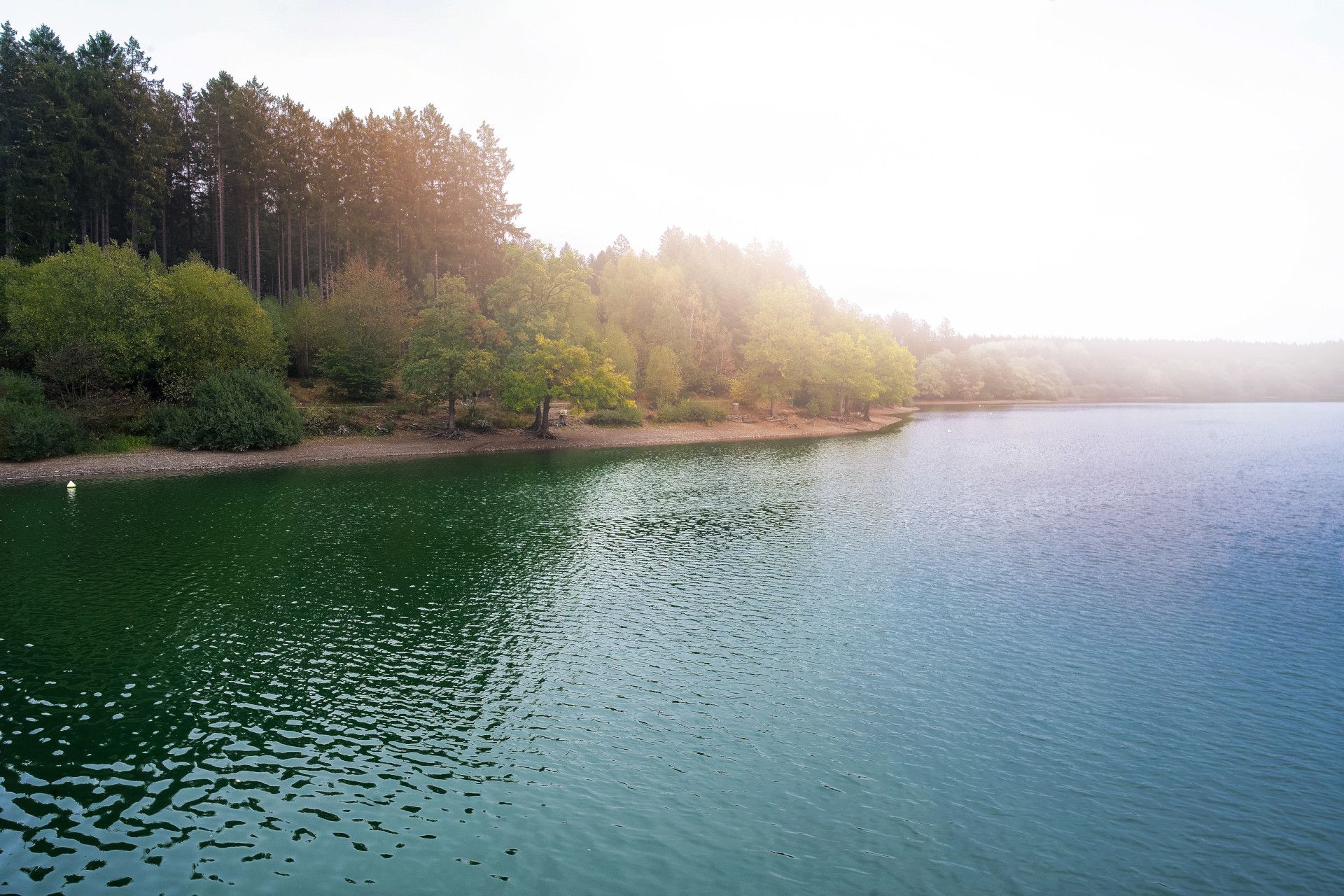 Wald mit dichtem Wald am Wasser