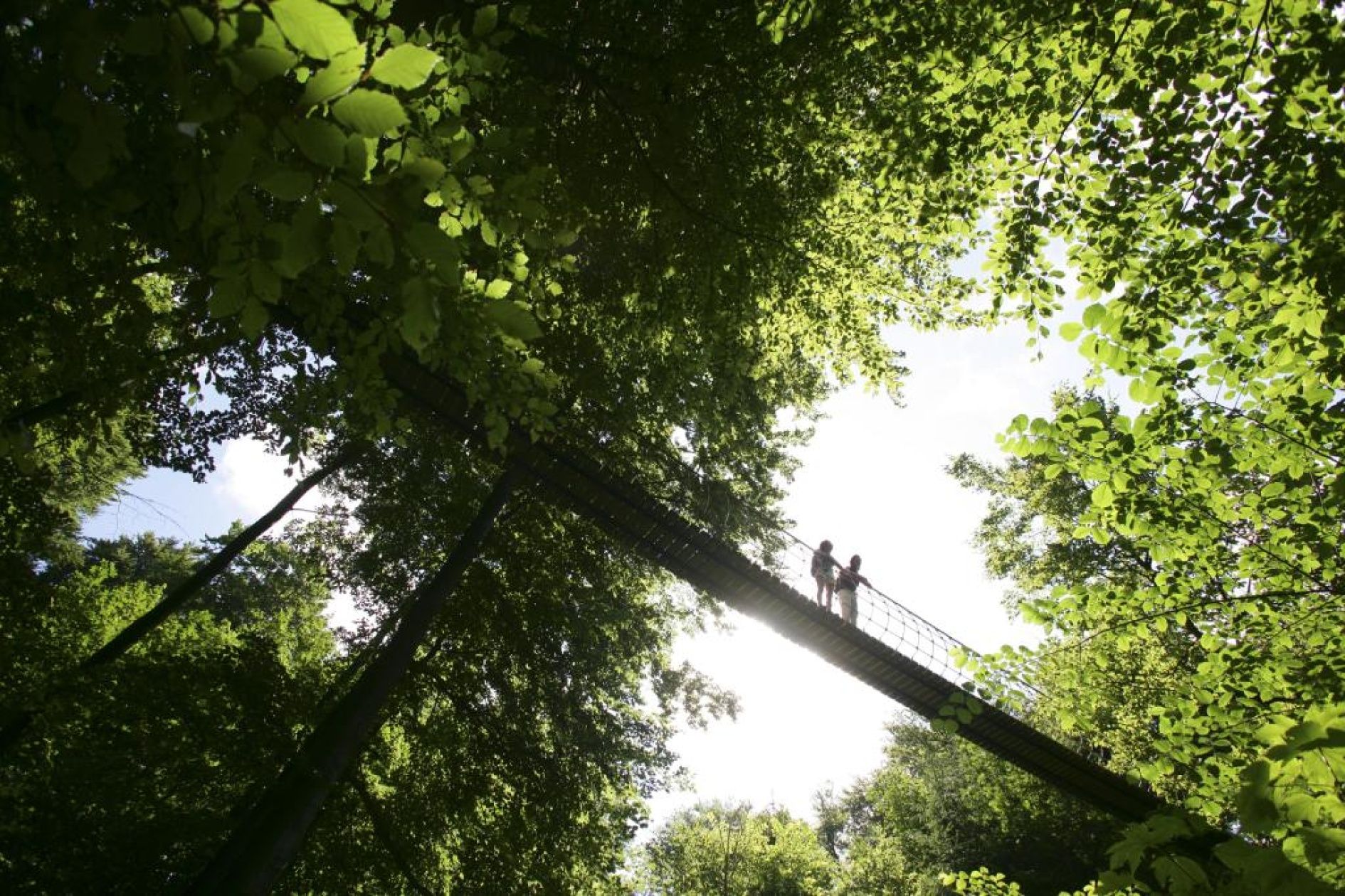 Blick von unten hoch auf eine Hängebrücke