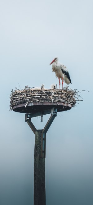 Storch im Münsterland, © Leo Thomas