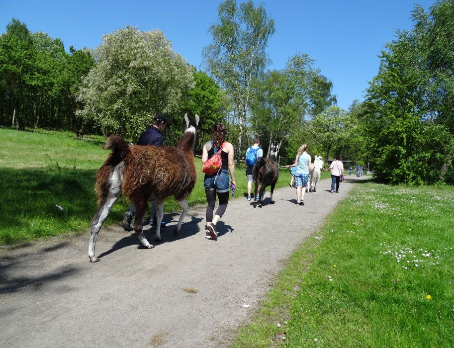 Entspanntes wandern mit den Lamas im Gesundheitspark Nienhausen