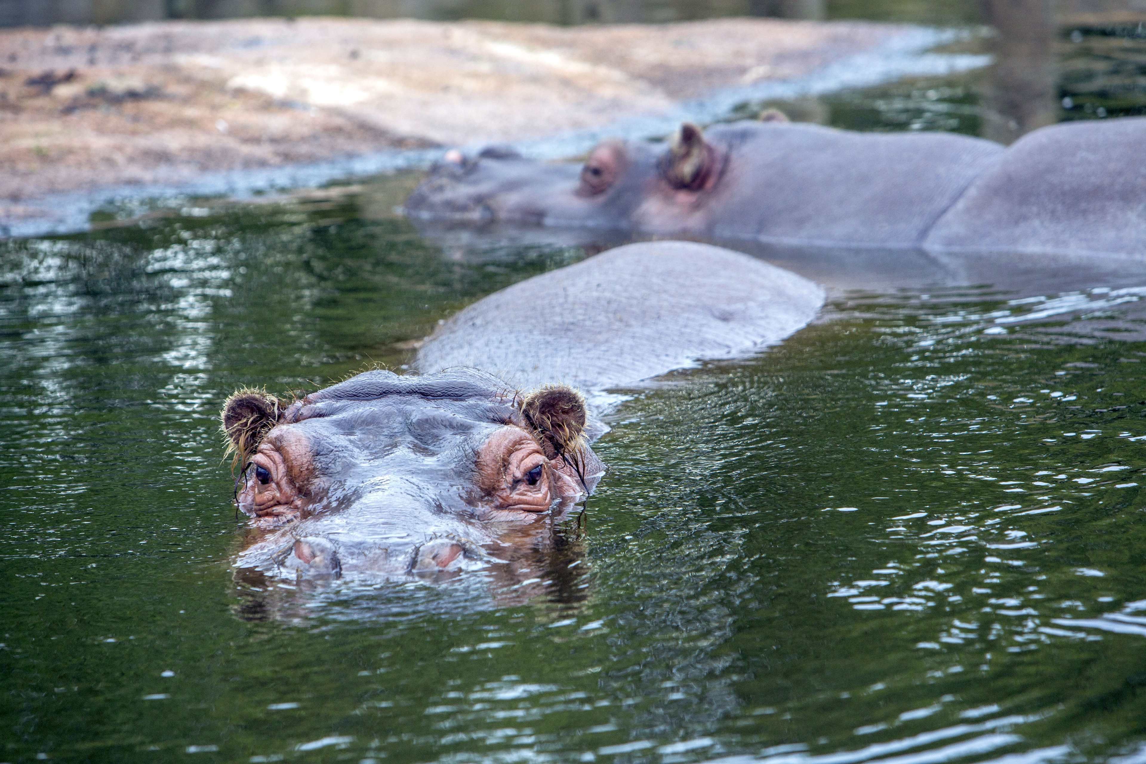 Flusspferd in der Zoom Erlebniswelt