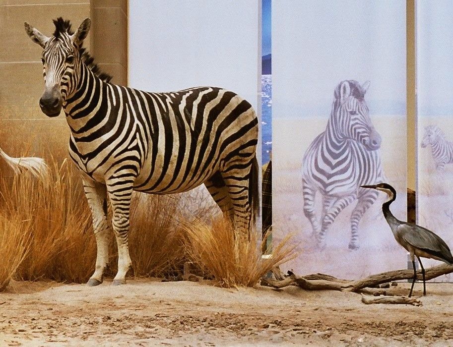 Wer mag, kann Zebras oder Vögel genauer unter die Lupe nehmen