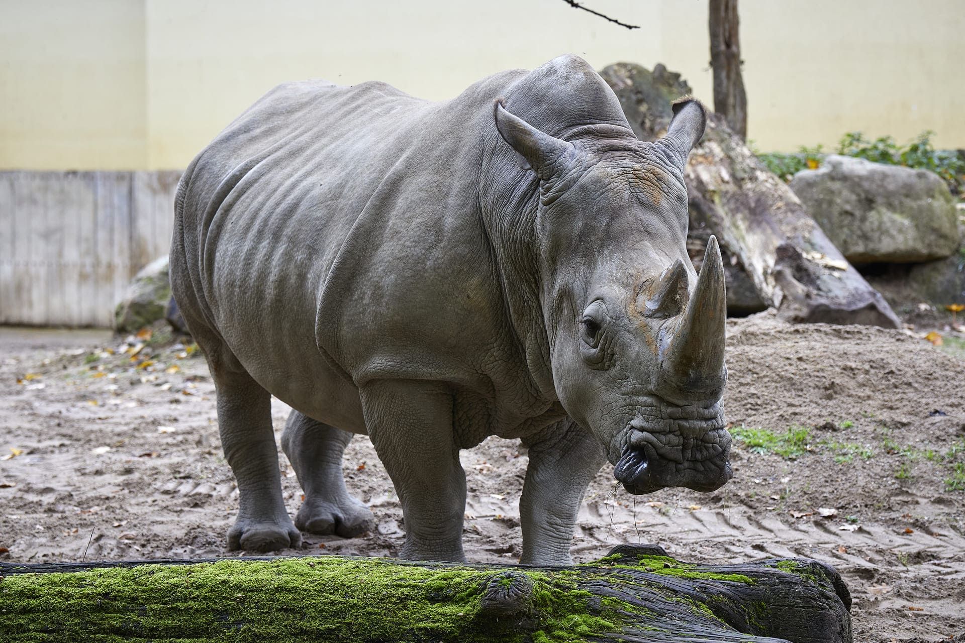 Nashorn im Allwetterzoo Münster