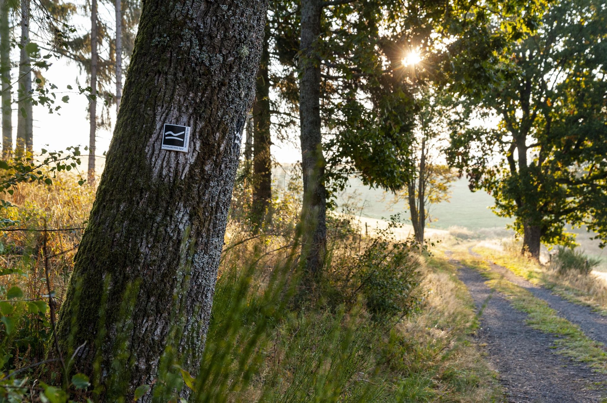 Wisent-Pfad in Siegen-Wittgenstein