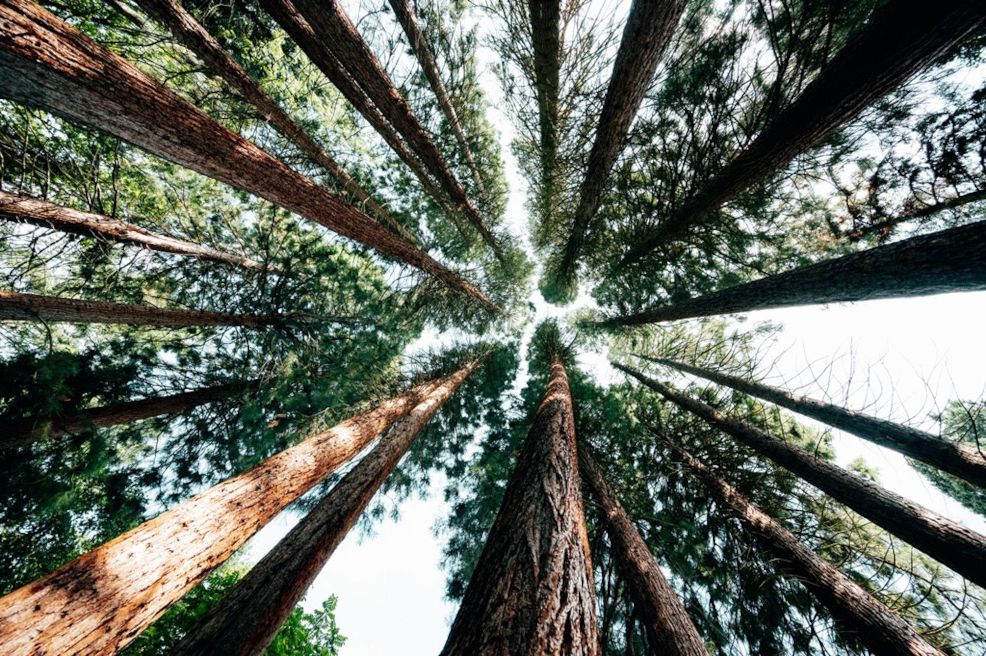 Sequoiafarm Kaldenkirchen Niederrhein