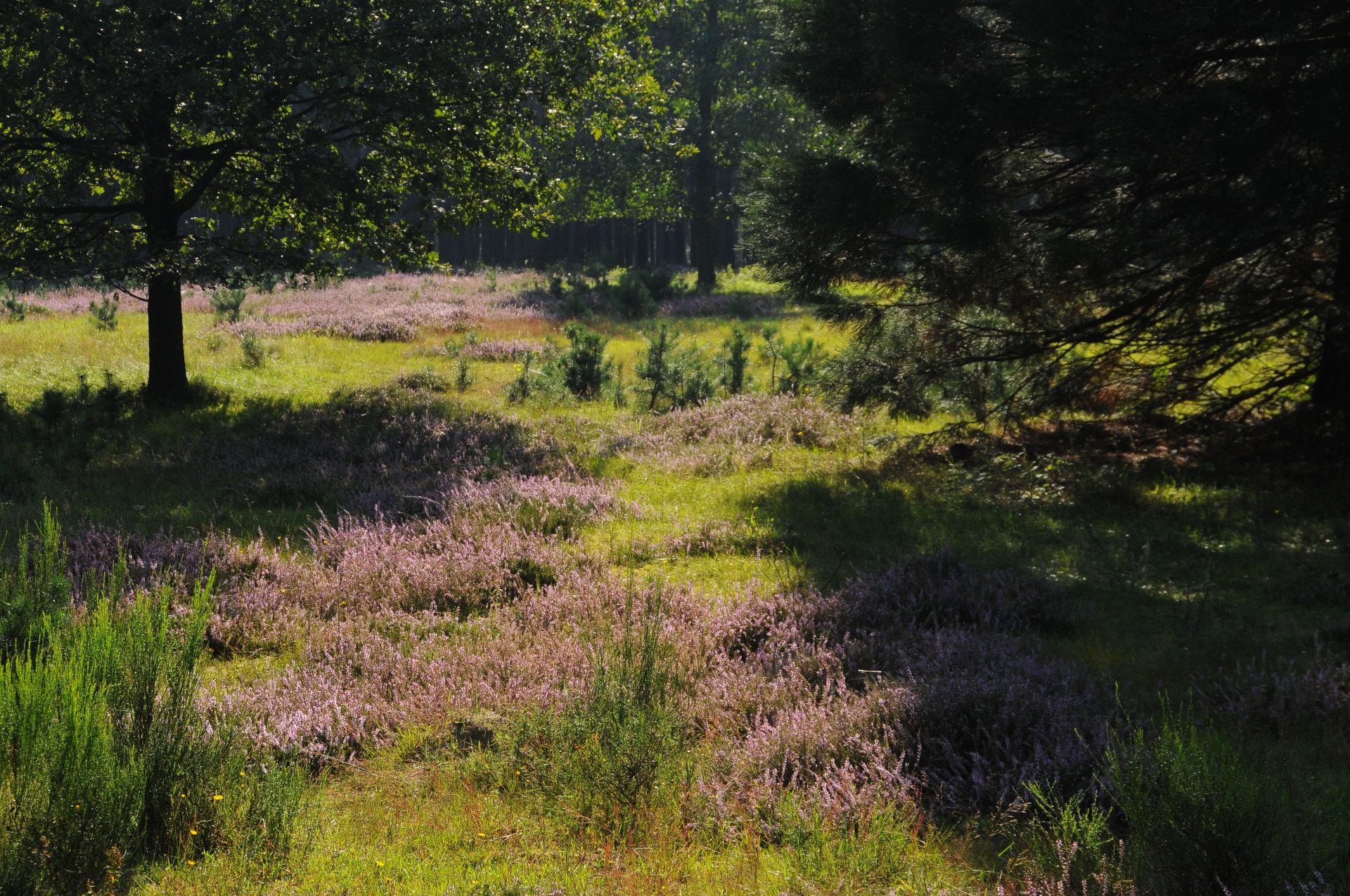 Naturpark Schwalm Nette, Feld und Bäume Galgenvenn Naturpark Schwalm Nette