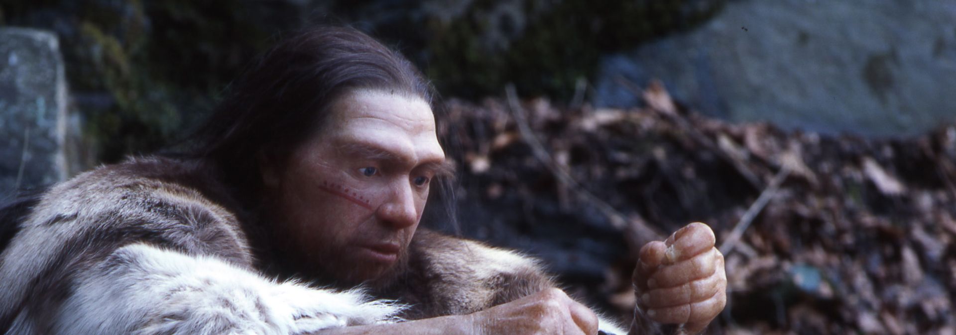 Der Neandertaler ist der Star des Neanderthal Museum