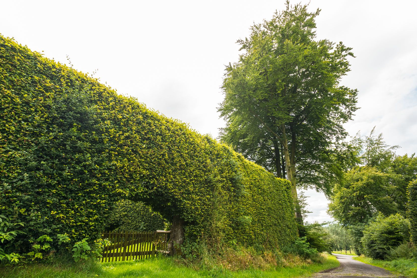 Buchenhecken Vennbahn 