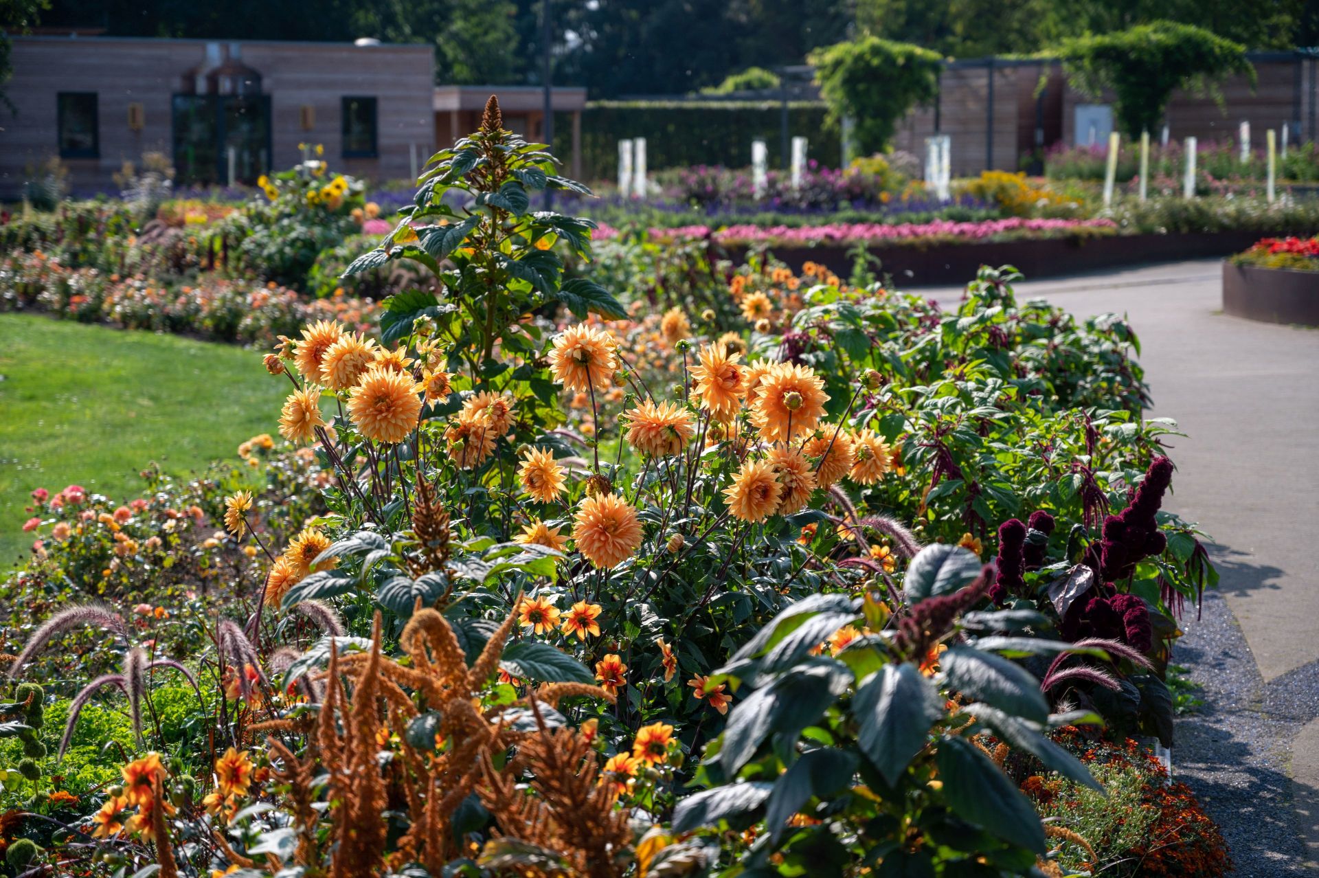 Der Weg zum Emsbräustübchen im Gartenschaupark Rietberg führt an unzähligen prächtigen Blumen vorbei