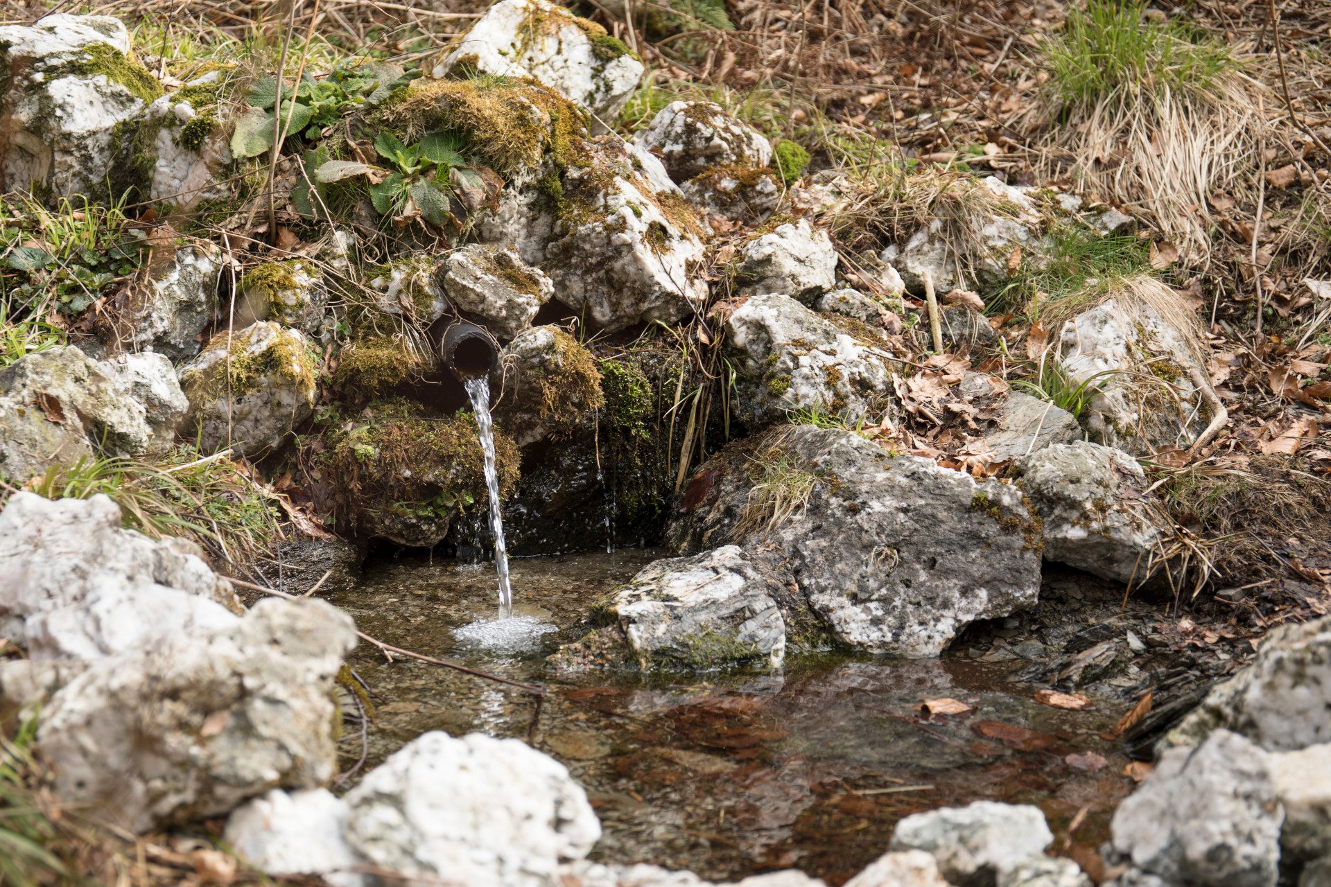 Quellen in Wald im Sauerland