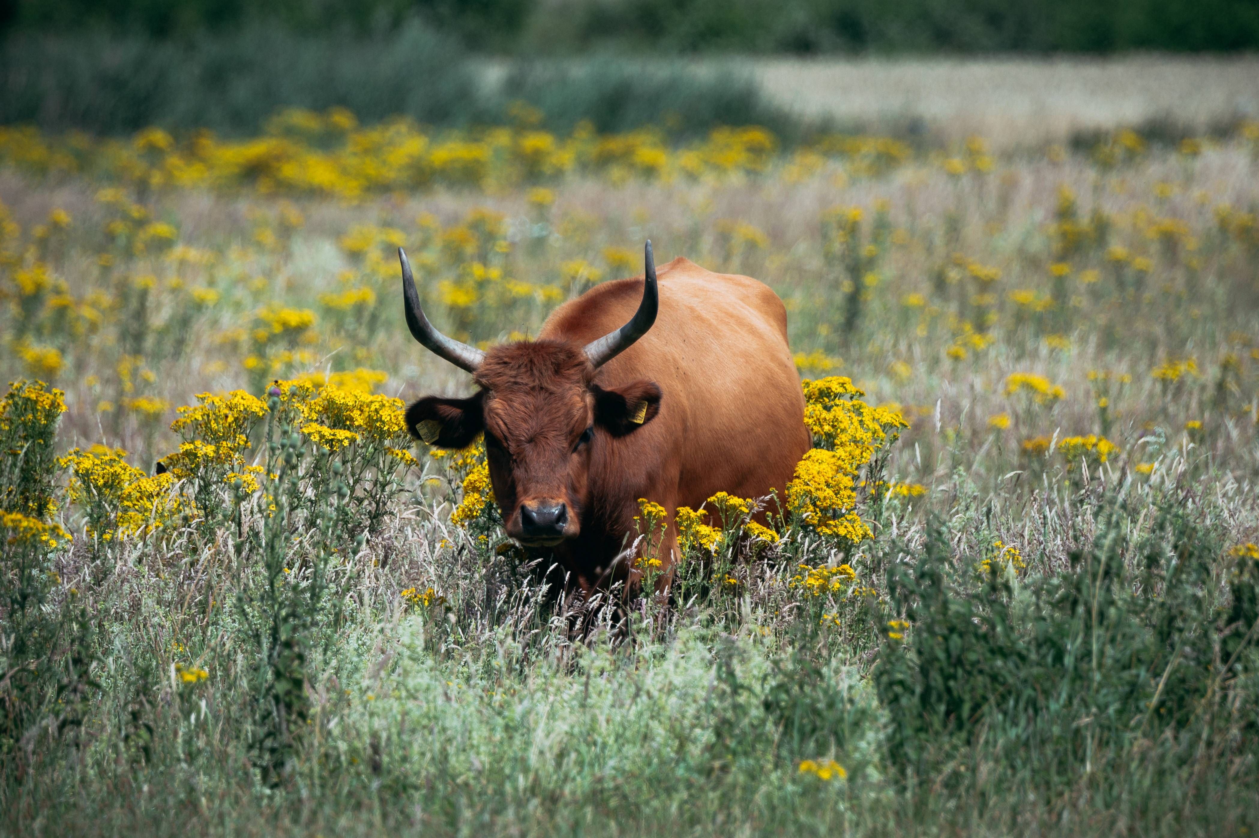 Heckrind Steverauen in Olfen