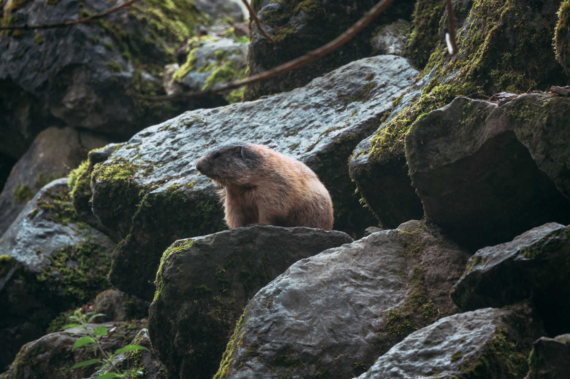 Murmeltier im Tierpark Olderdissen, Bielefeld