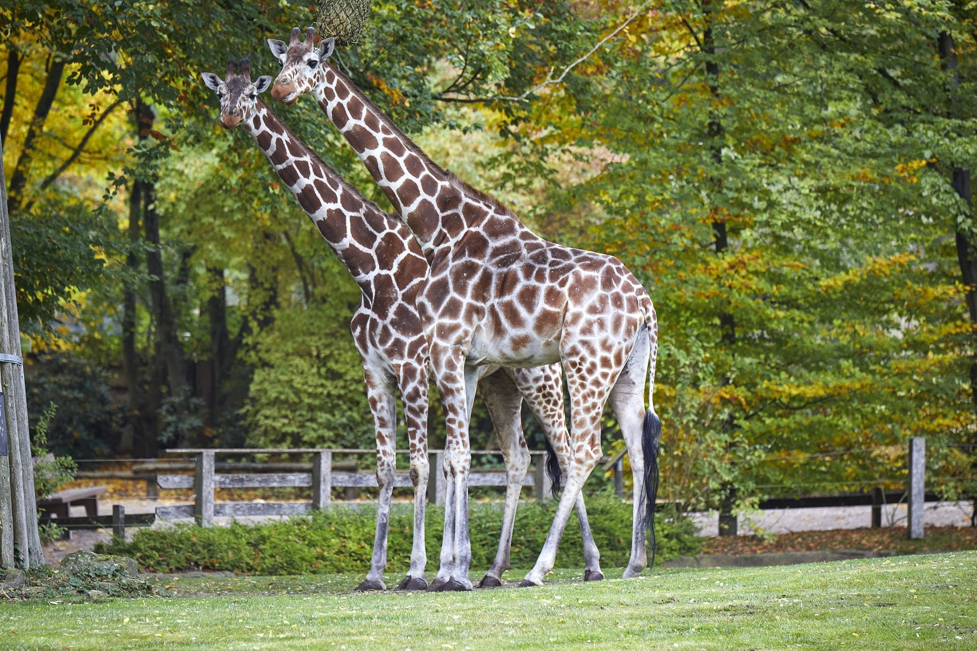 Giraffe im Allwetterzoo Münster