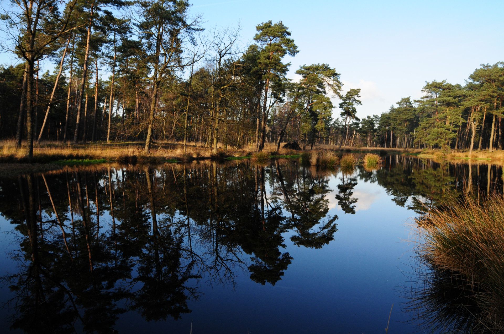 Naturpark Schwalm Nette, Bäume an See Galgenvenn Naturpark Schwalm Nette