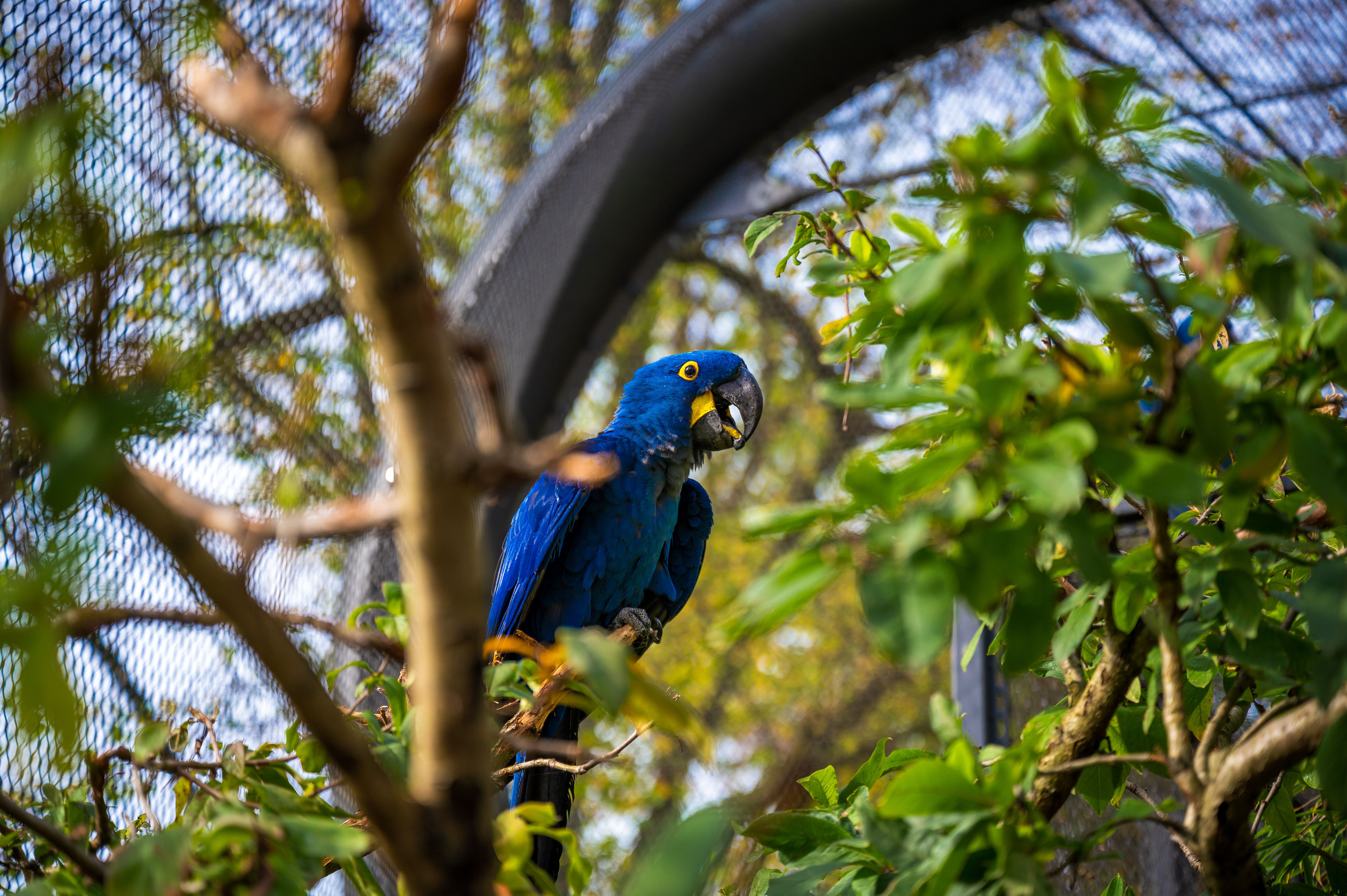 Papagei im Grünen Zoo Wuppertal