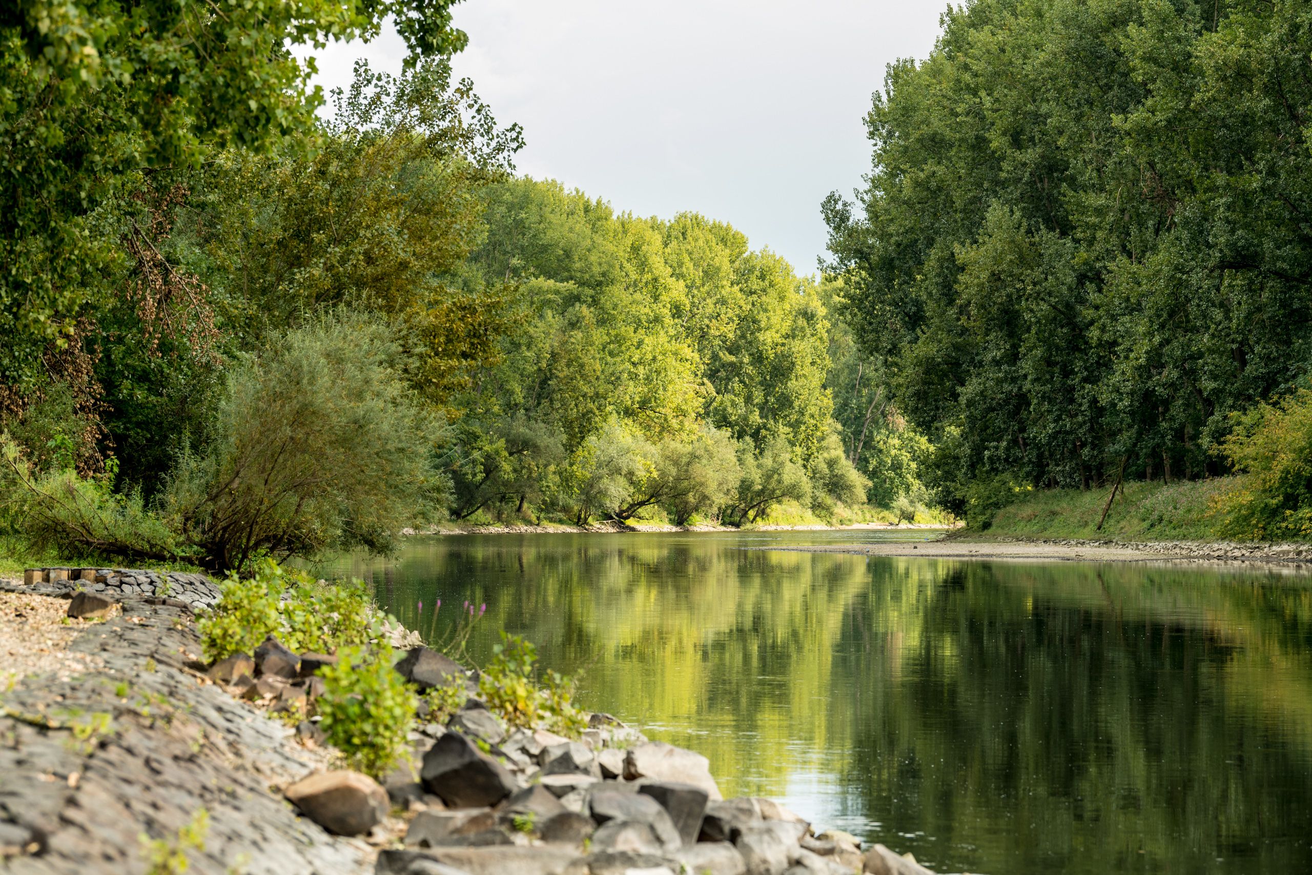 Den Rheinradweg entlang