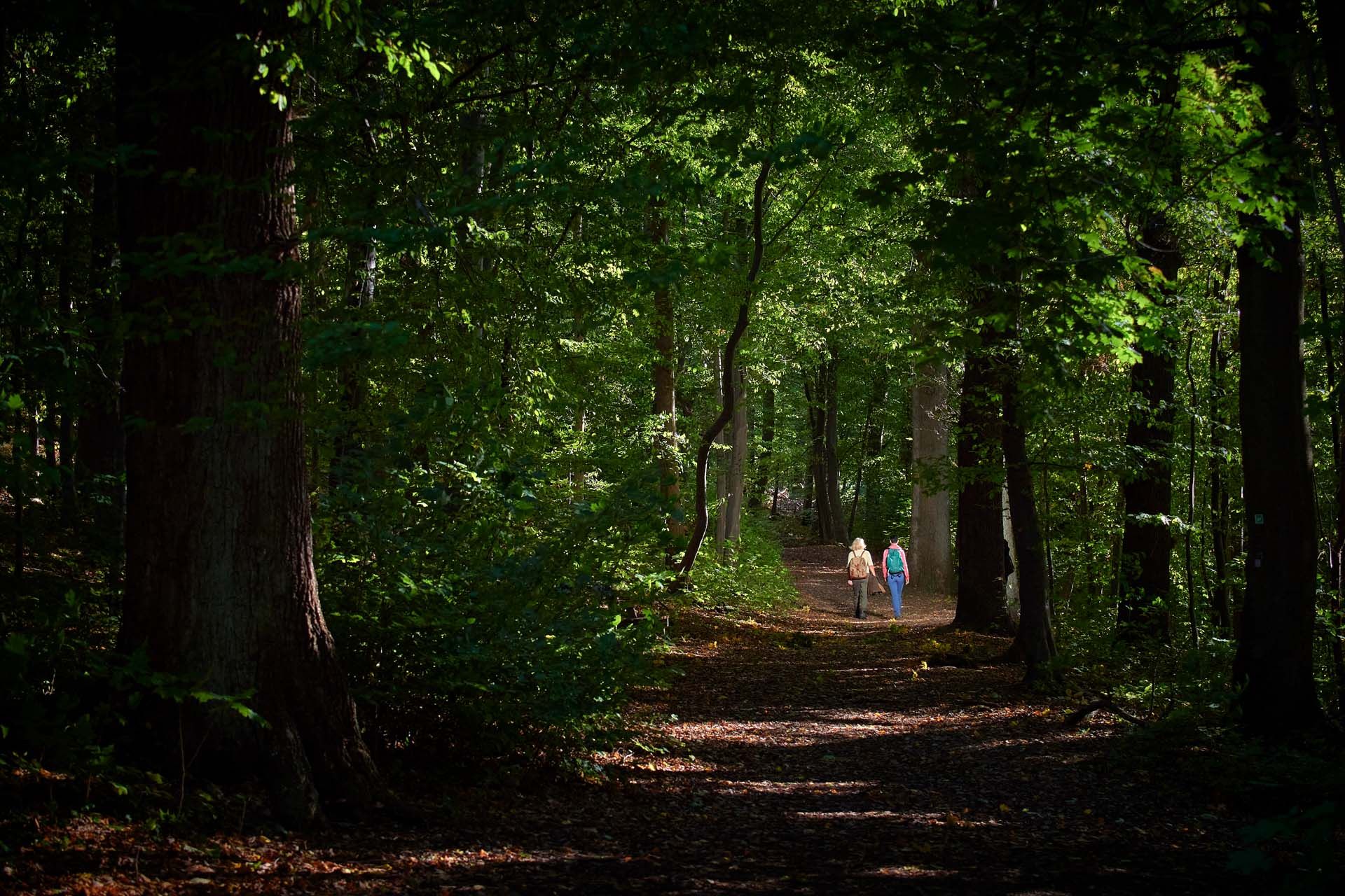 Wandern Naturpark Arnsberger Wald