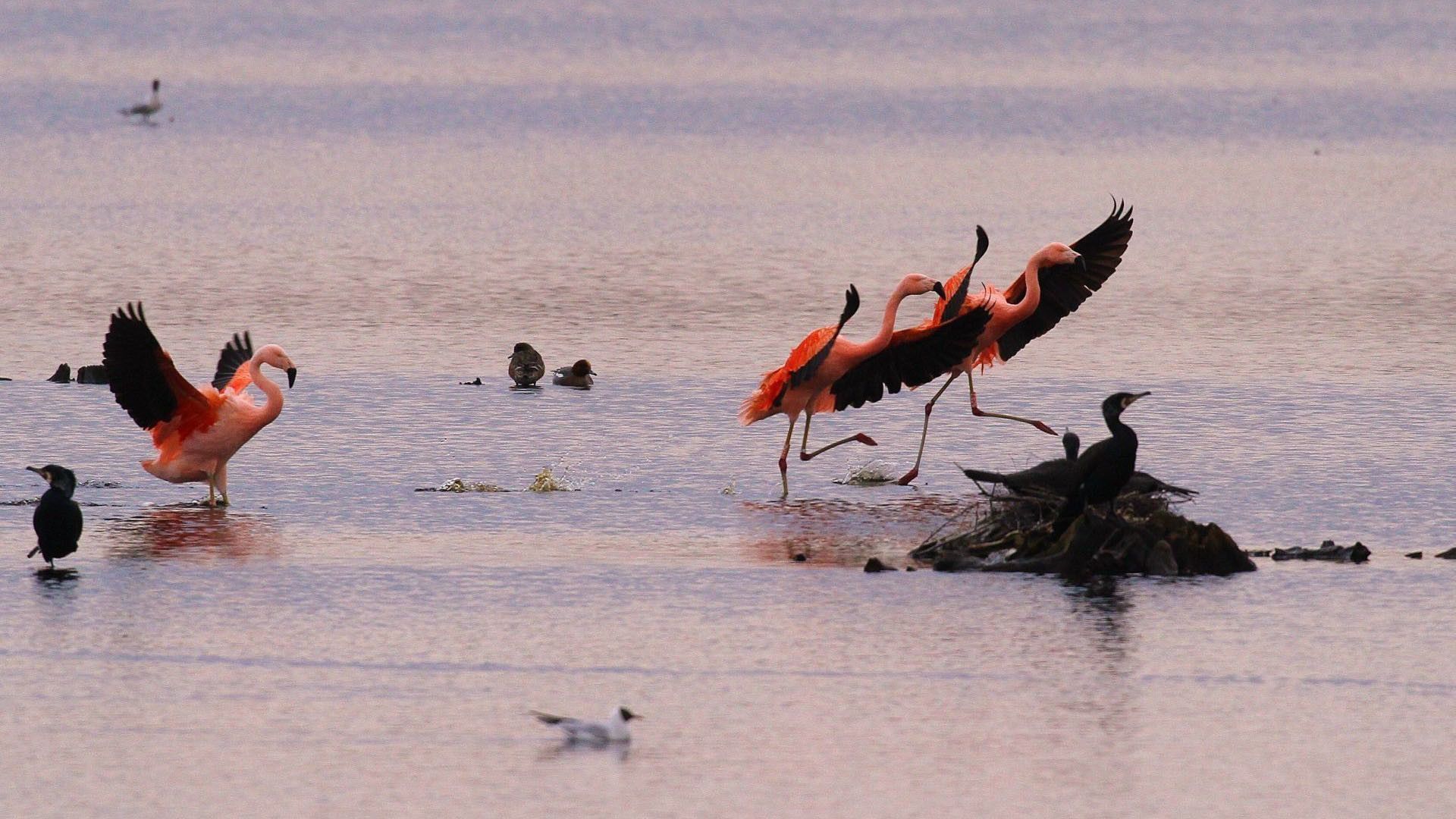 Flamingo Biologische Station Zwillbrocker Venn