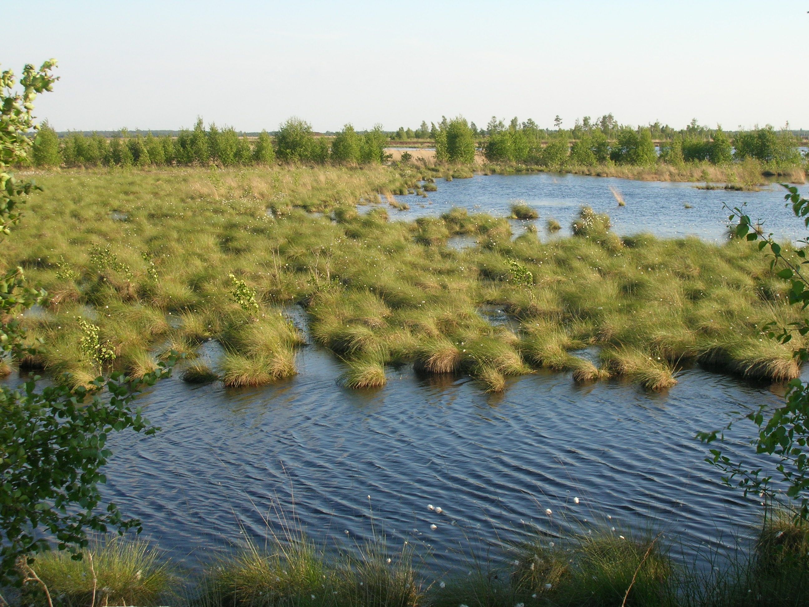 Moorrenaturierung Naturpark Dümmer