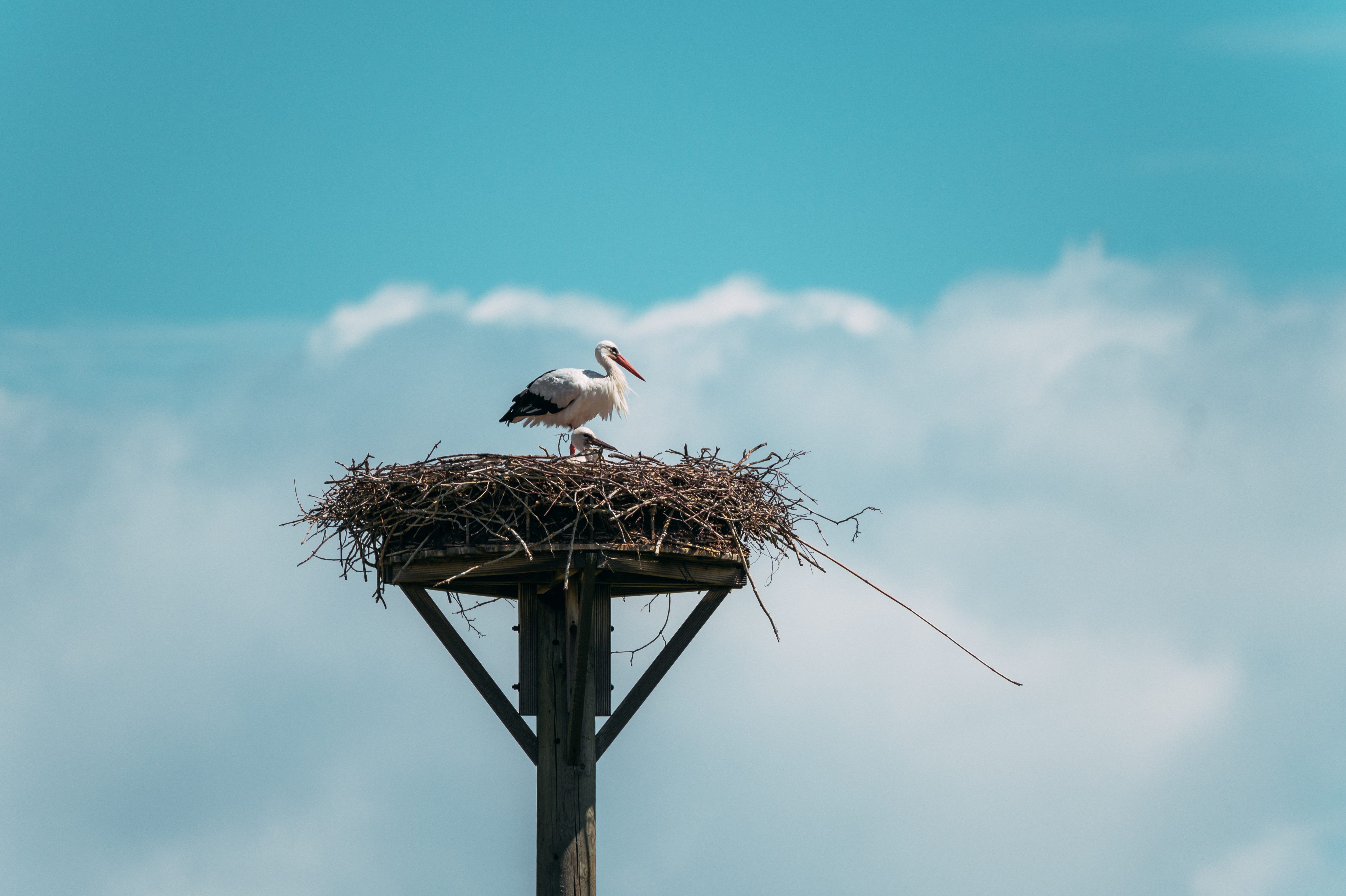 Storch, Steveraue, Olfen