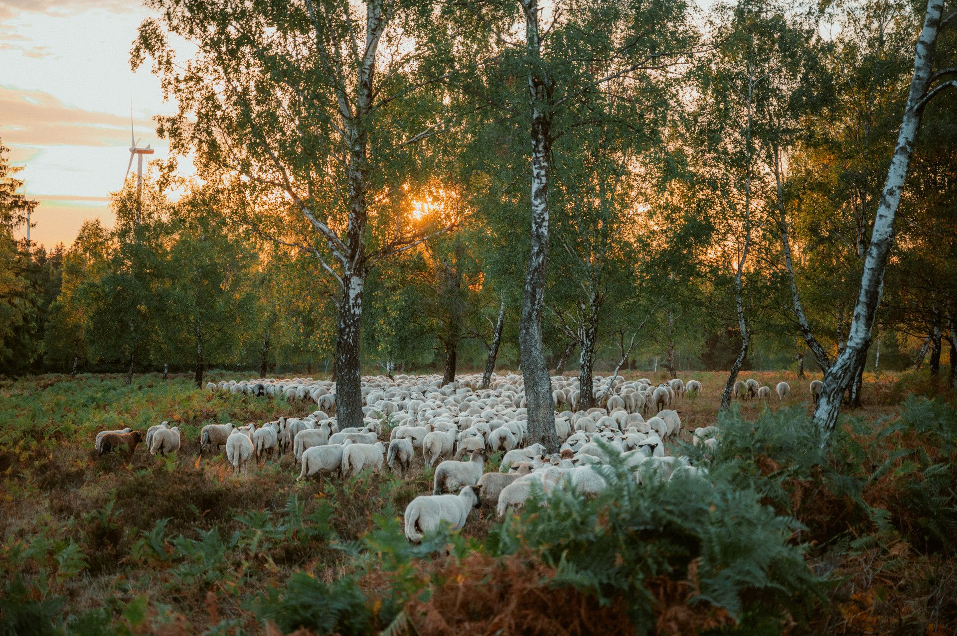 Struffeltroute Schafherde Roetgen