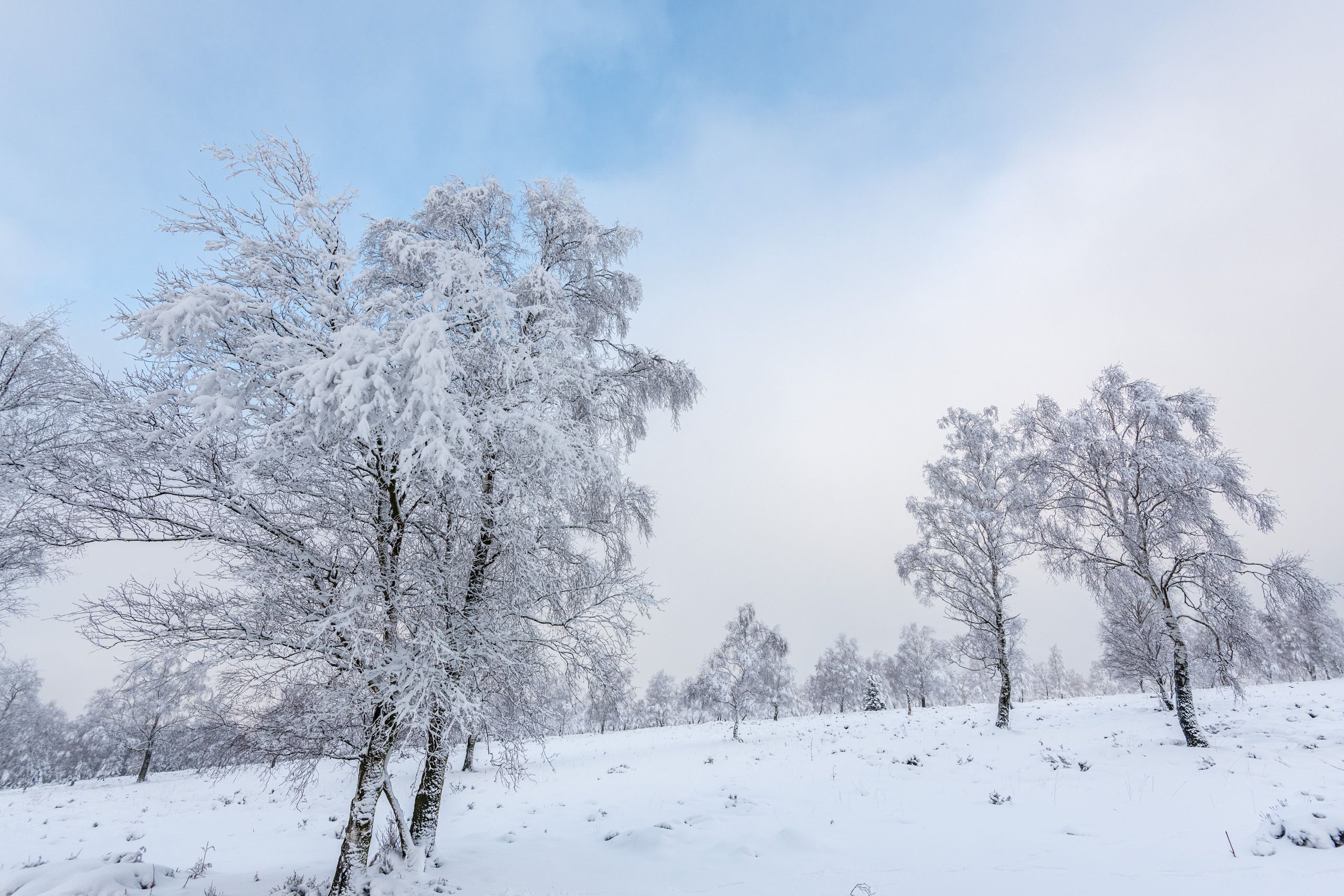 Struffelt Heide im Winter, Eifel