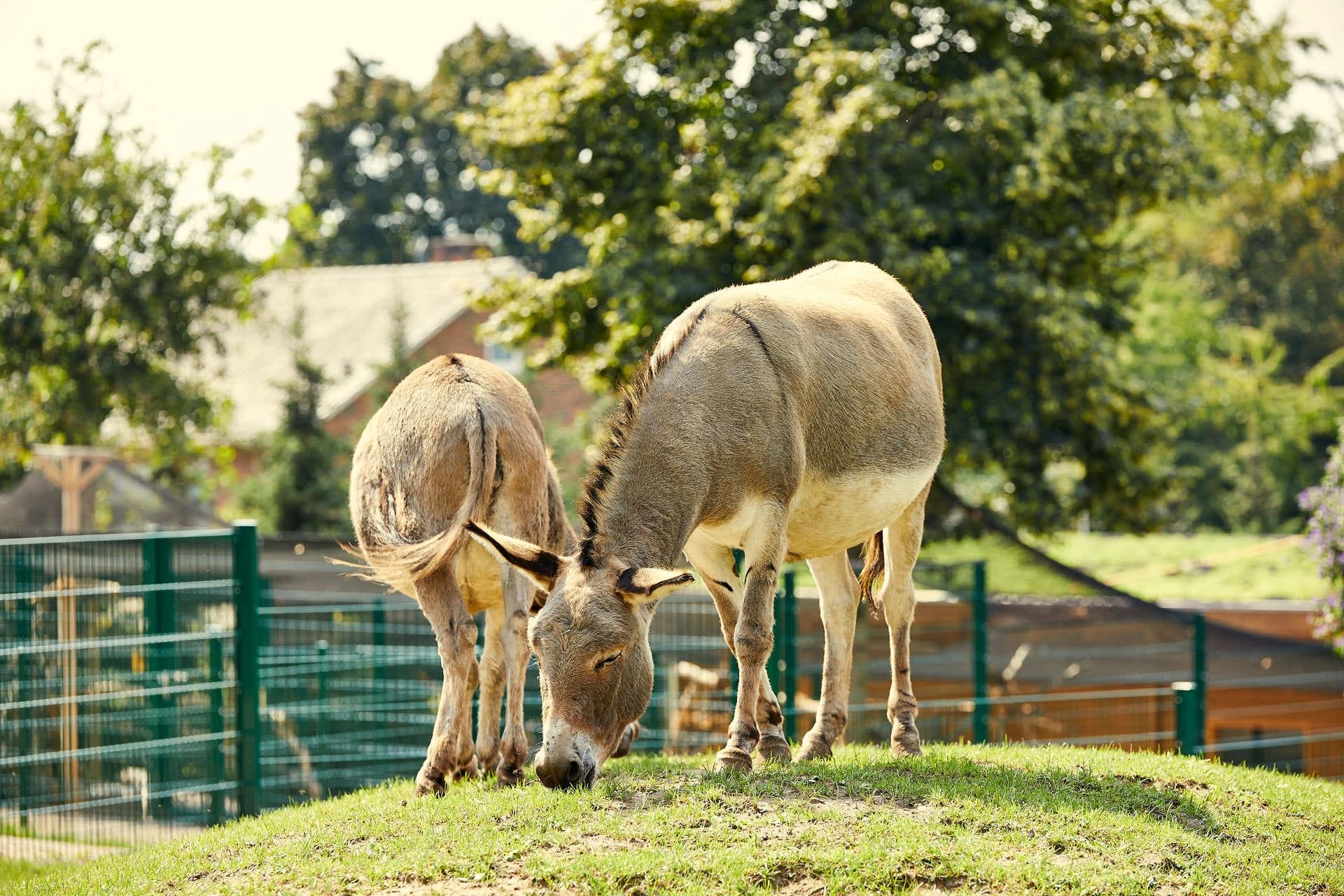 Auf der Erlebnisfarm des Vier-Jahreszeiten-Parks können viele Tiere bewundert und gestreichelt werden. Dabei sind auch einige Esel