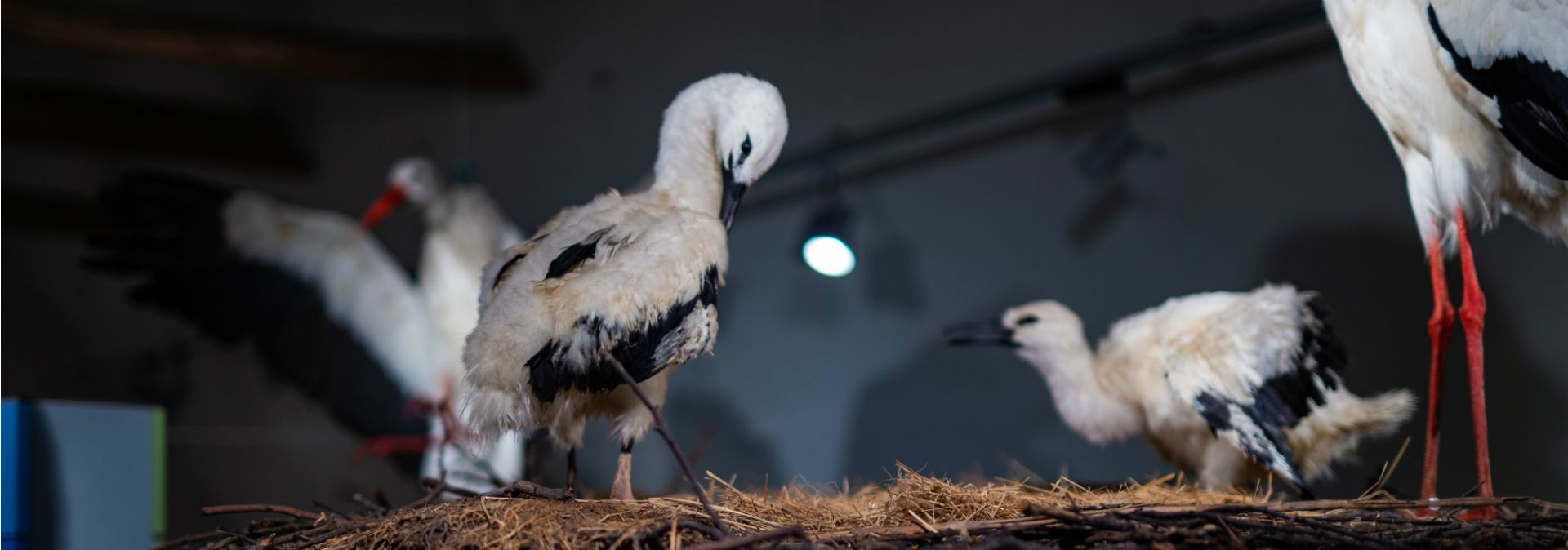 Ein mächtiges Storchennest bildet den Mittelpunkt des Museums