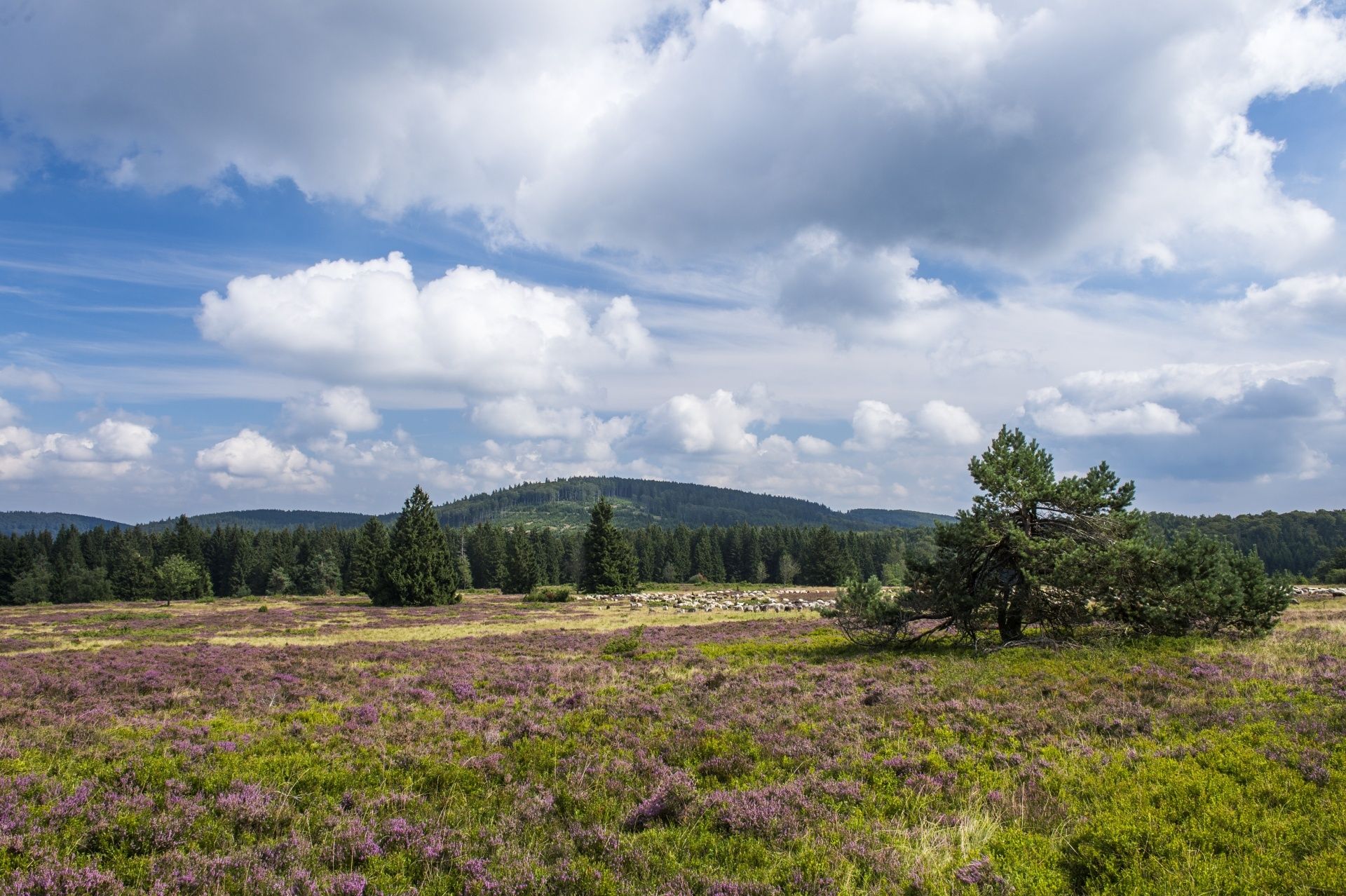 Hochheidefläche im Sauerland