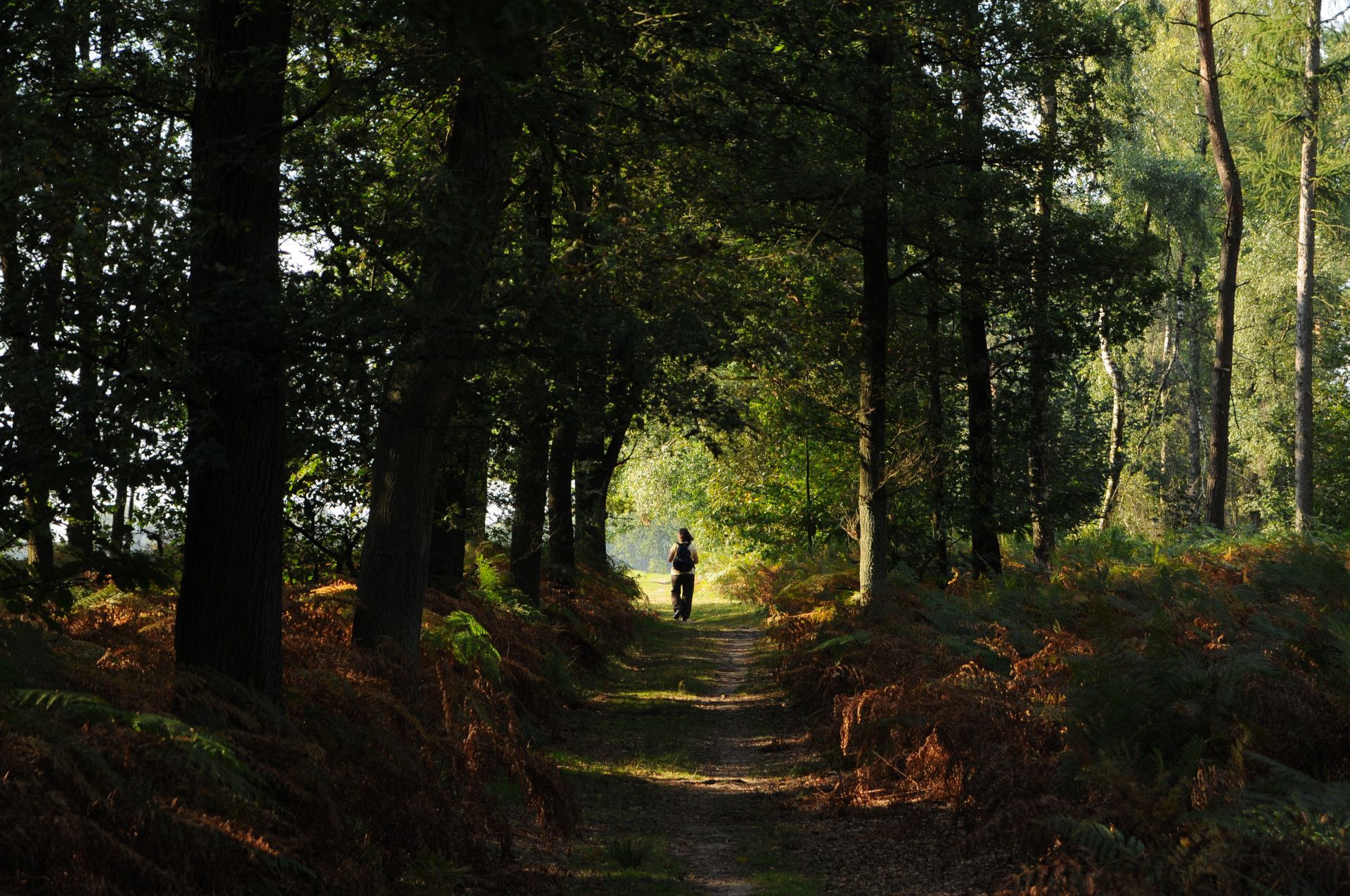 Weg durch Bäume im Birgeler Urwald Schwalm Nette 