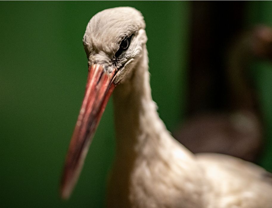 Wie kein anderer Vogel ist der Storch mit Geschichten und Kultur der Menschen verbunden 