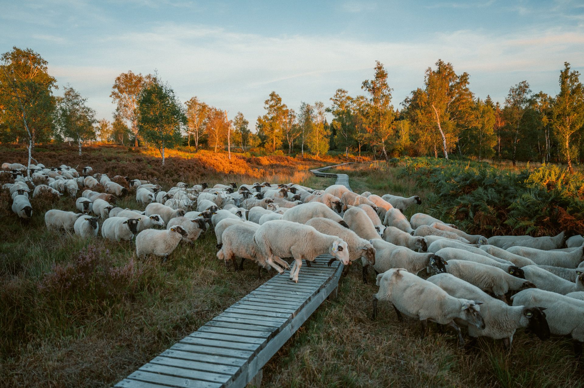 Struffeltroute Schafherde Roetgen