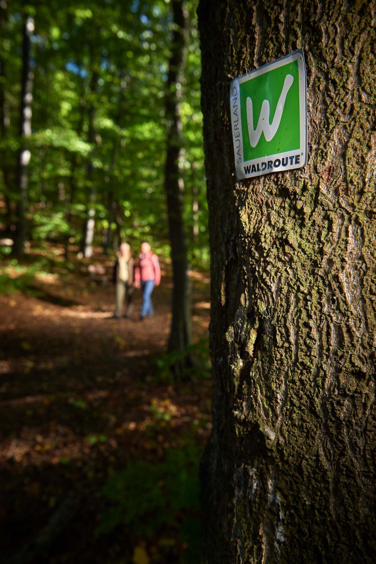 Sauerland Waldroute, Arnsberger Wald