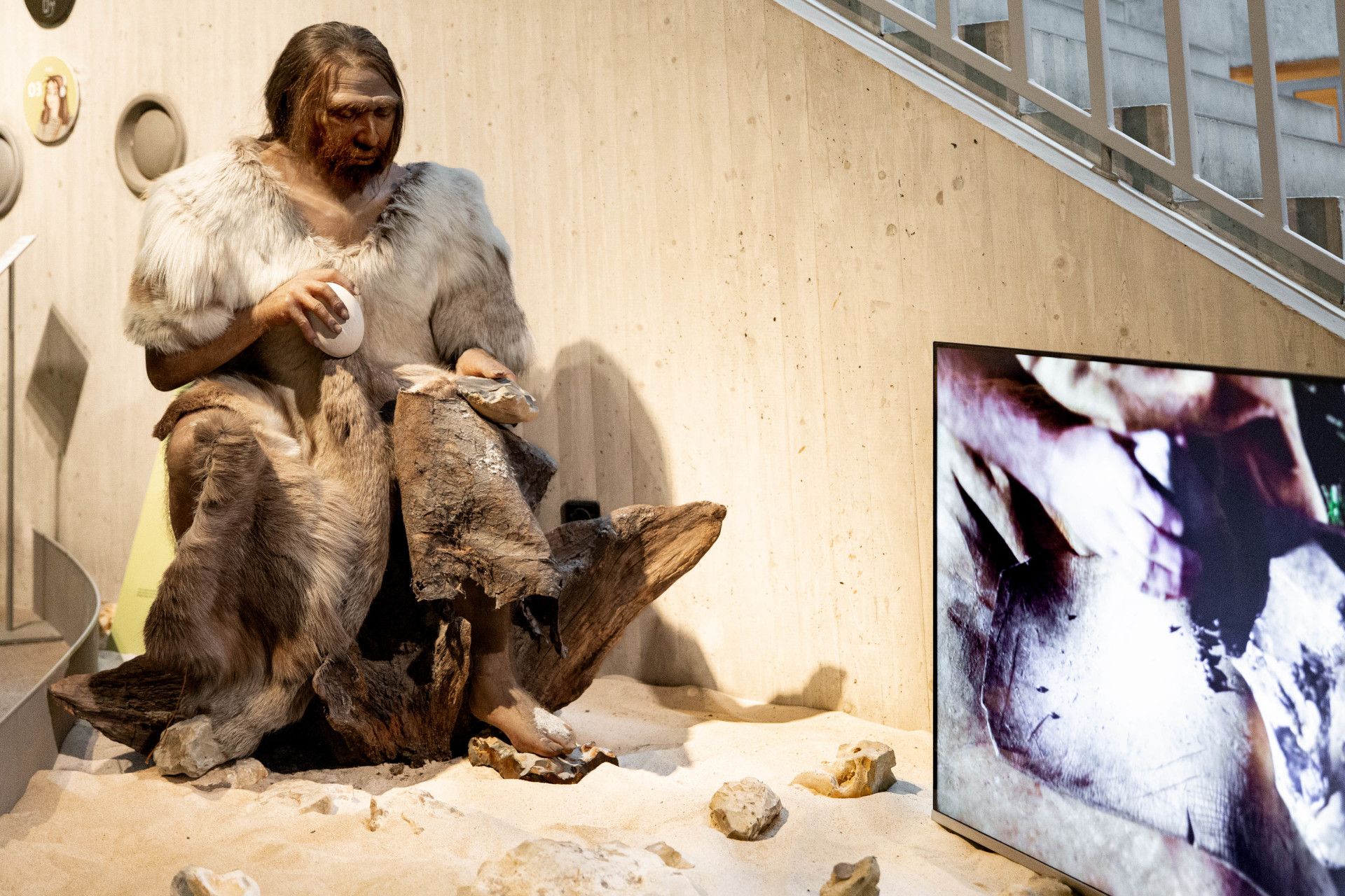 Neandertaler im Museum