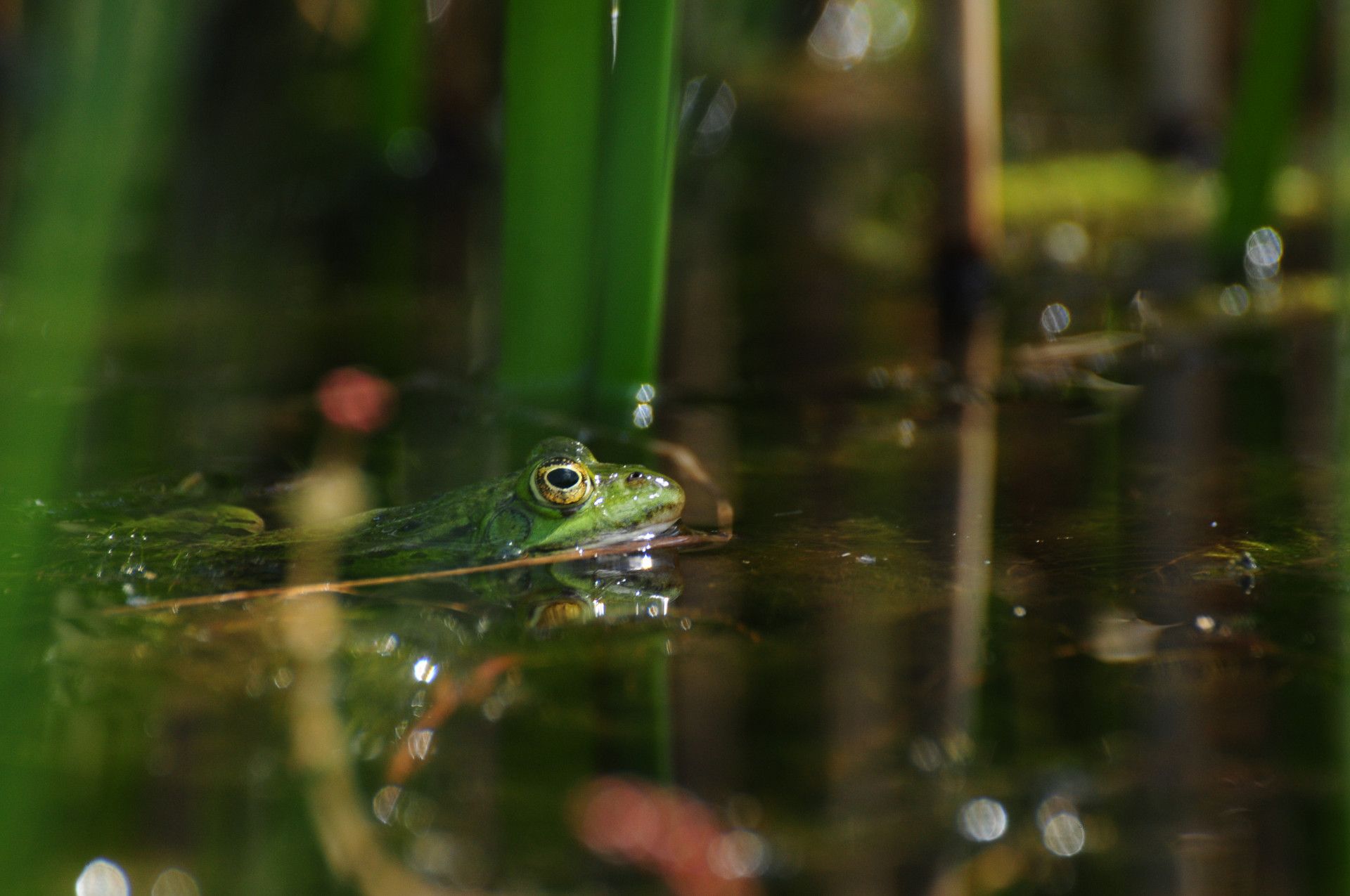 Naturpark Schwalm Nette, Frosch in Wasser im Birgeler Urwald Naturpark Schwalm Nette