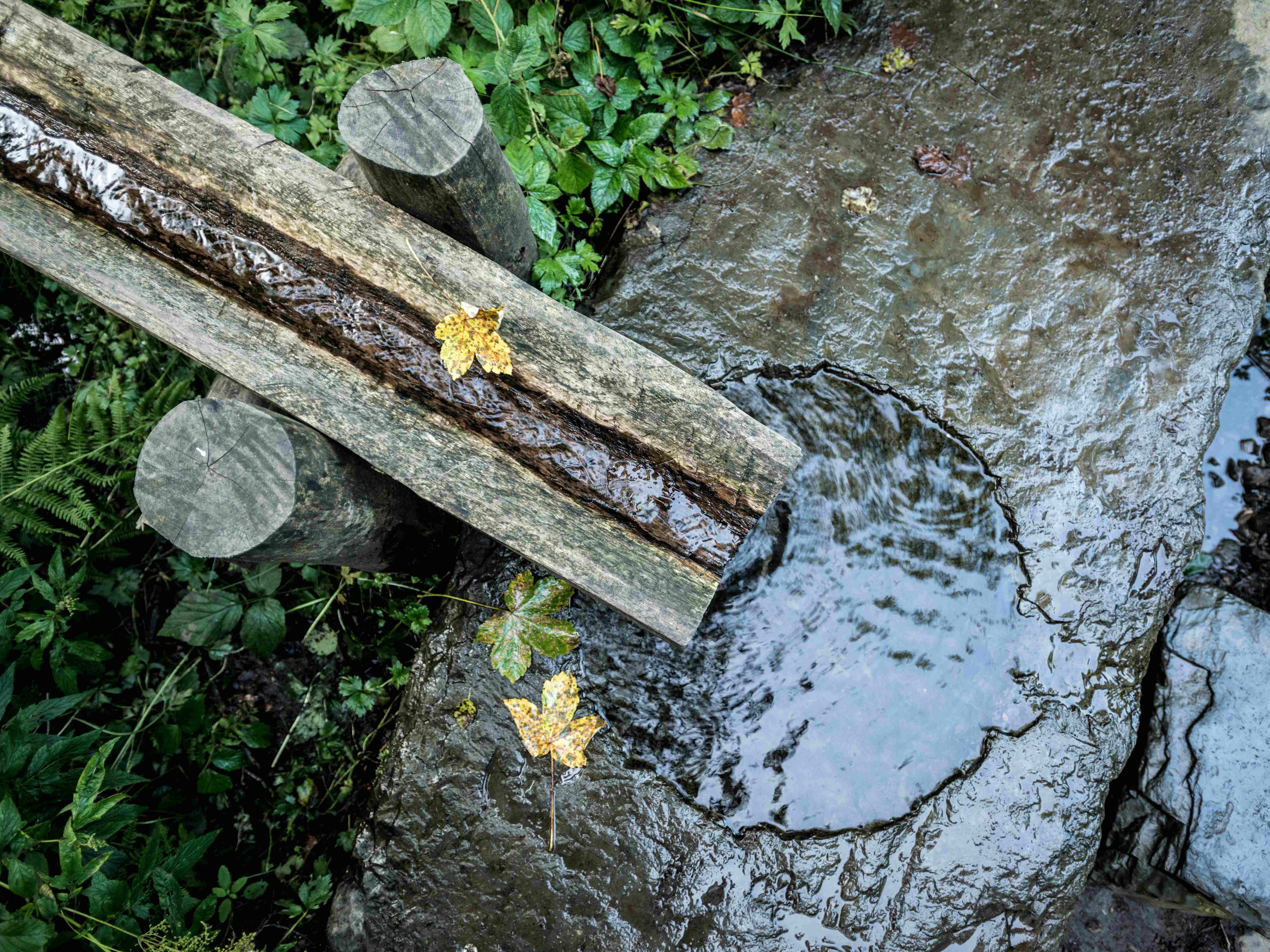 In der Nähe von Netphen sprudelt die Siegquelle im Wald.