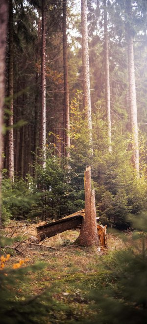 Ansicht eines umgenickten Baumstammes am Ufer der Brucher-Talsperre im Bergischen Land, © Tourismus NRW e.V.