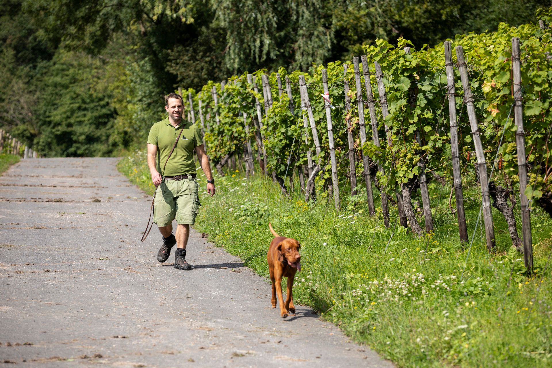 Felix Pieper im Weinhang mit Hund, Rhein-Sieg-Kreis